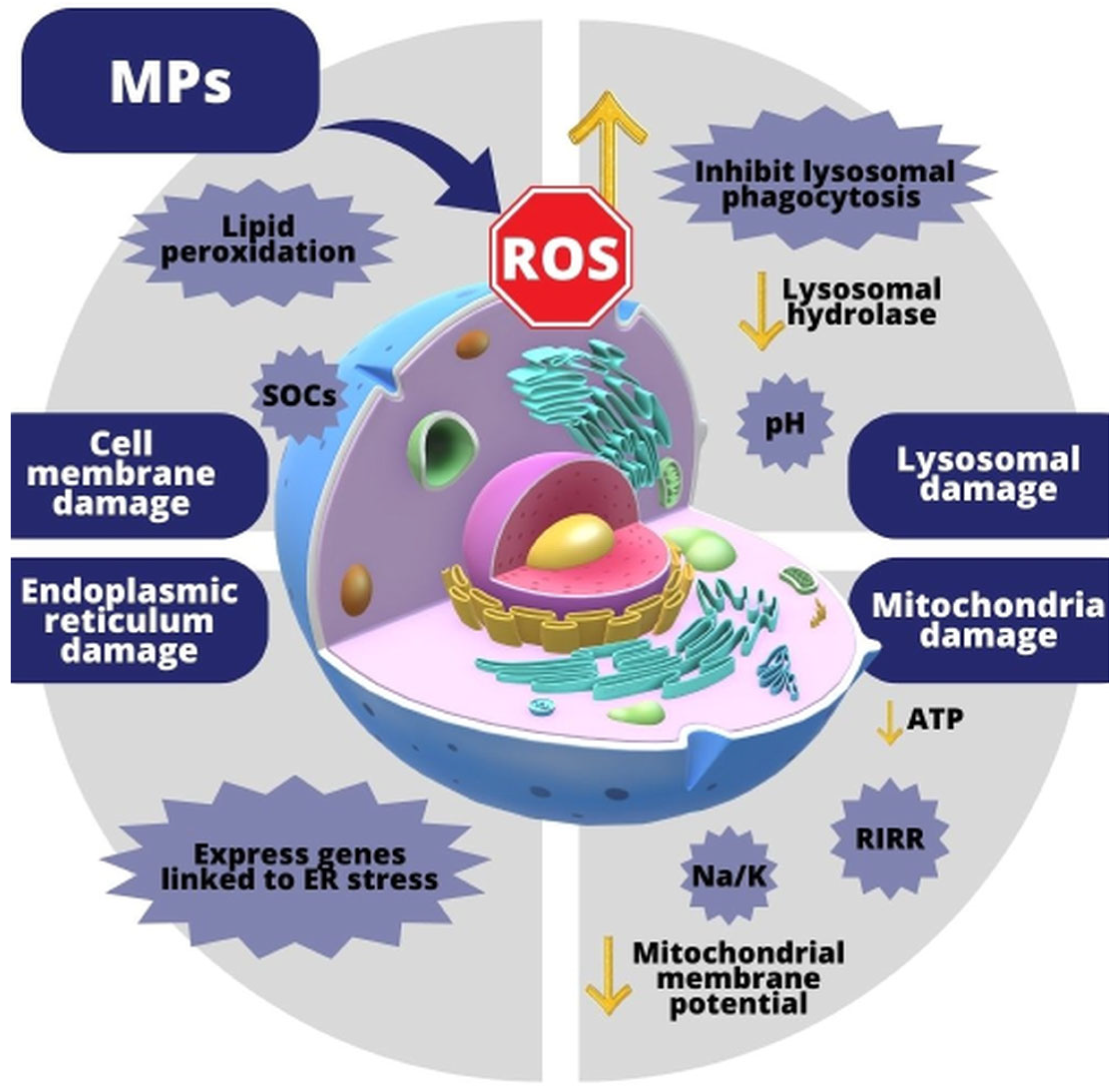 Antioxidants 13 00579 g003