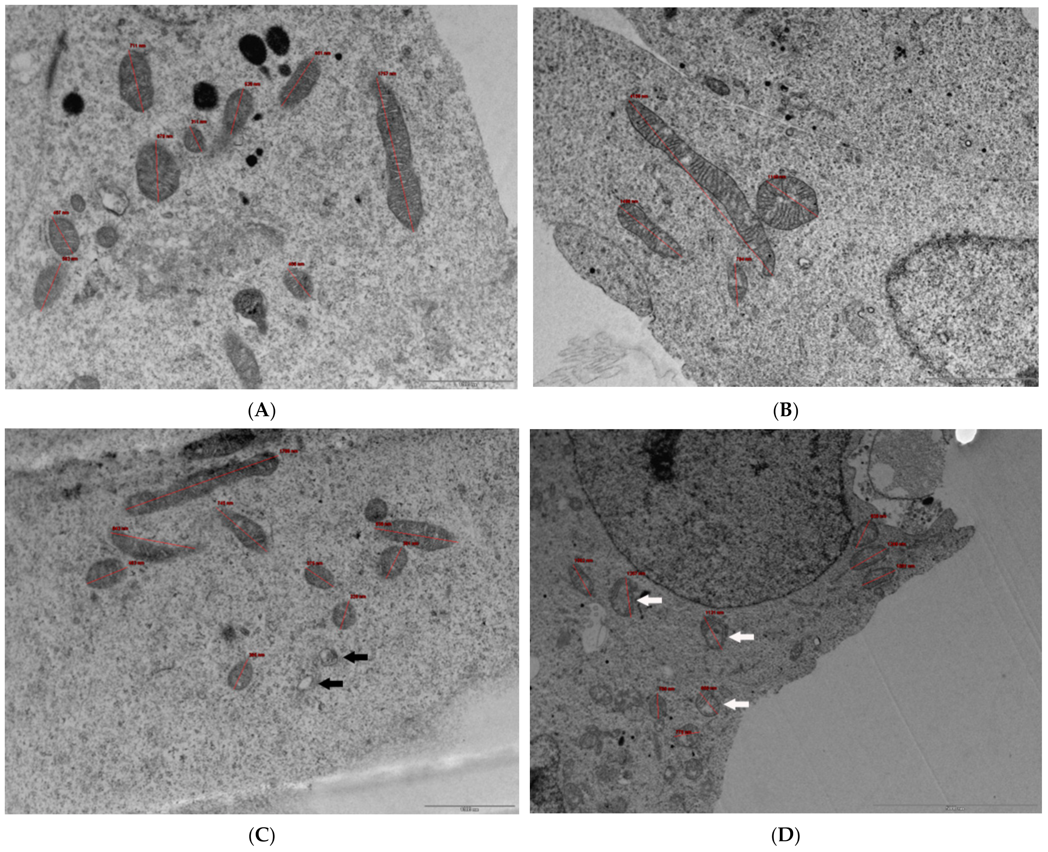 Antioxidants 13 00580 g004
