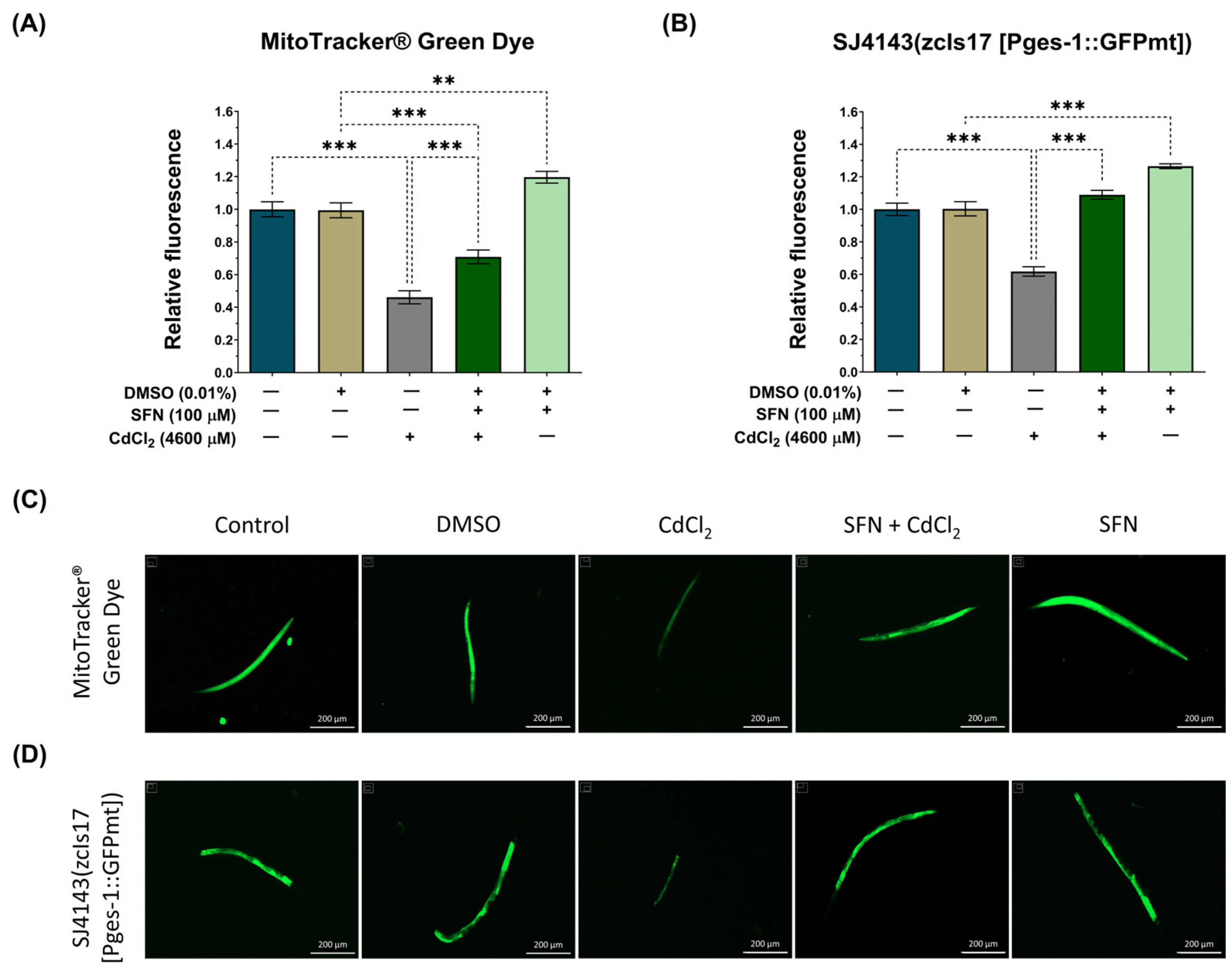 Antioxidants 13 00584 g006