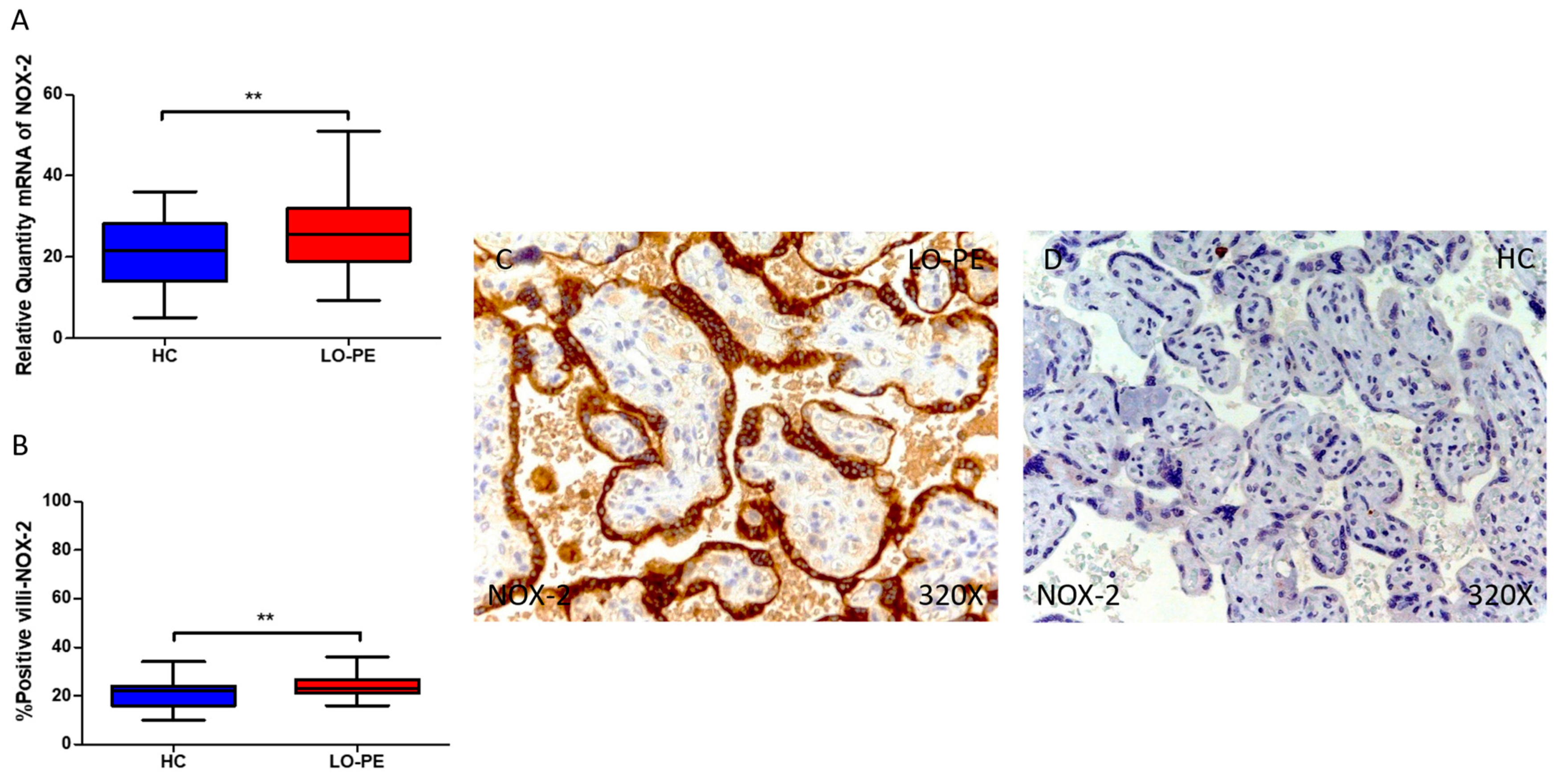 Antioxidants 13 00591 g002
