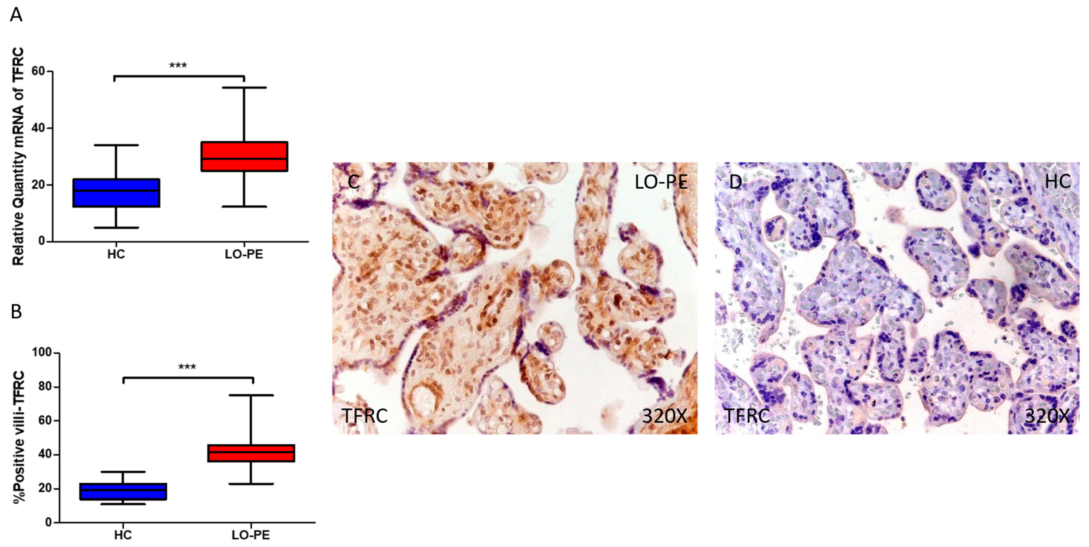 Antioxidants 13 00591 g004
