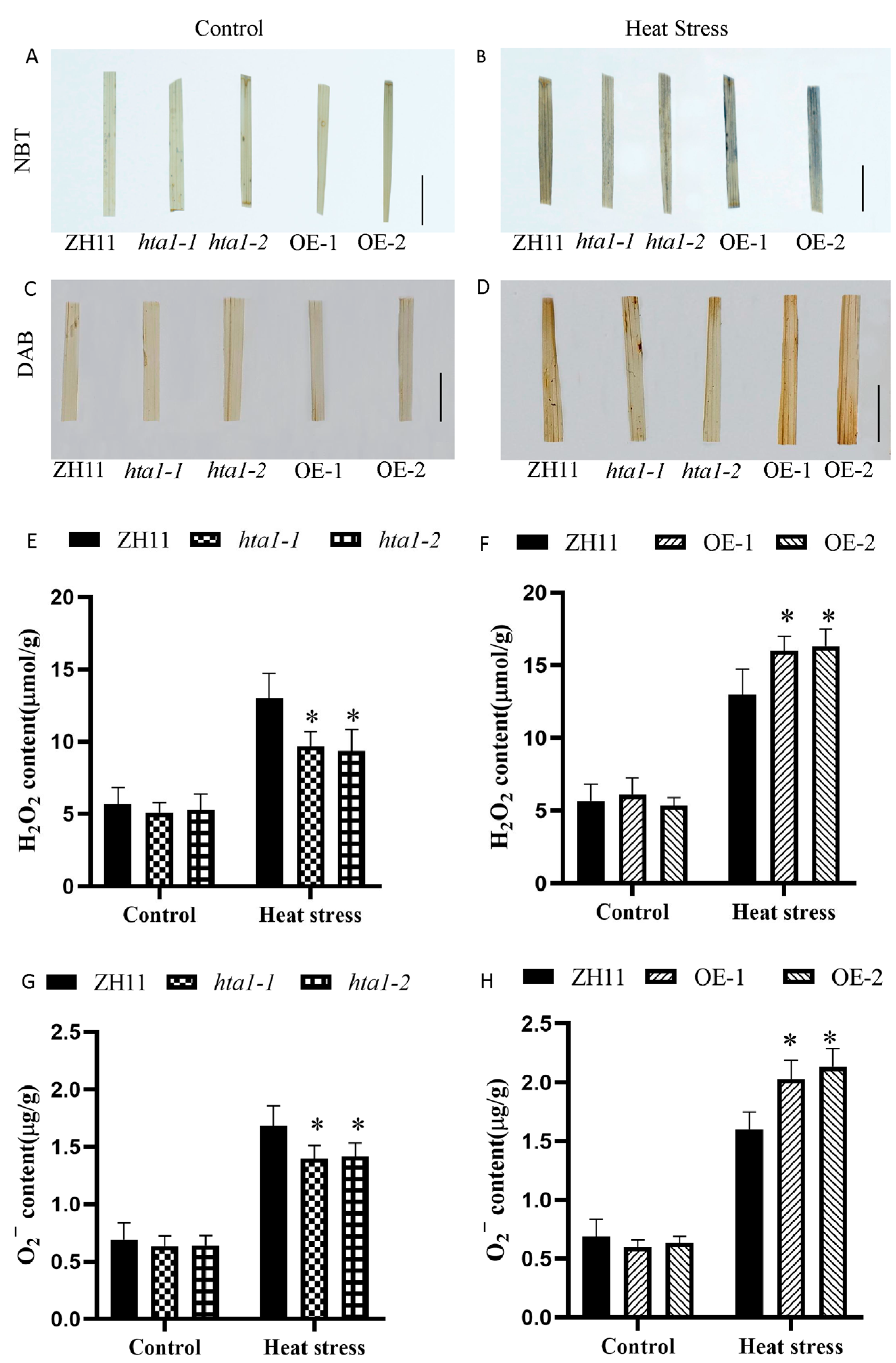 Antioxidants 13 00592 g004