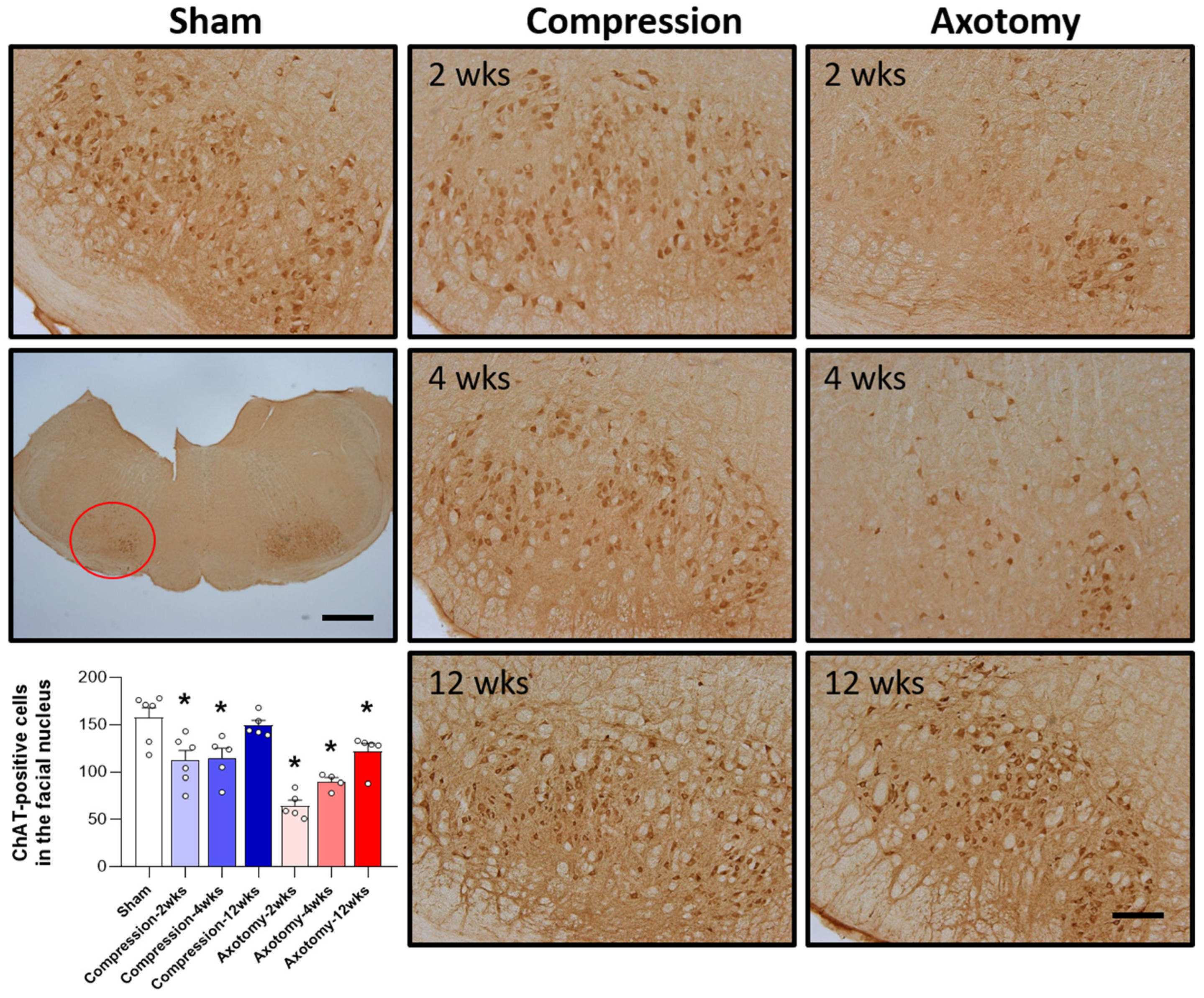 Antioxidants 13 00595 g002