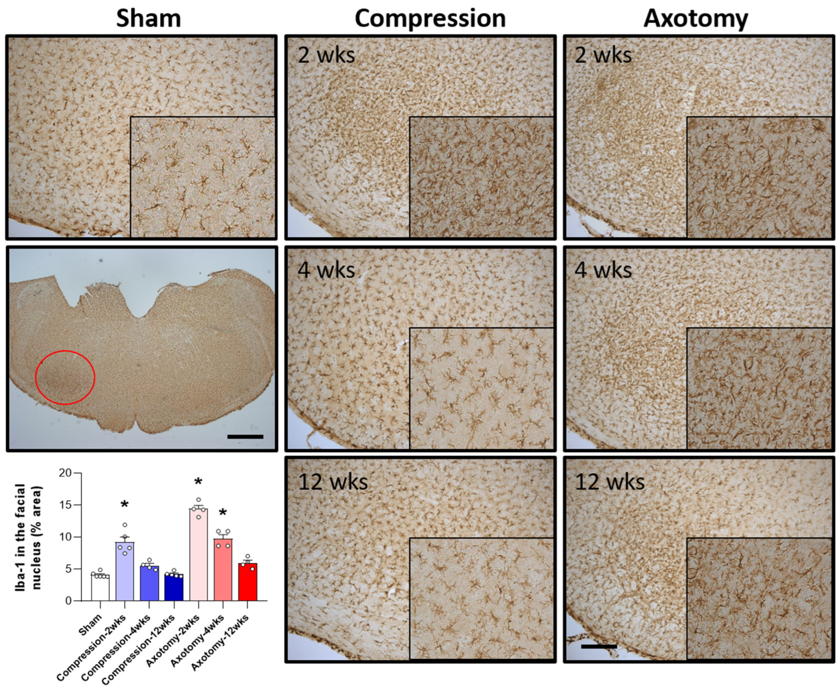 Antioxidants 13 00595 g003