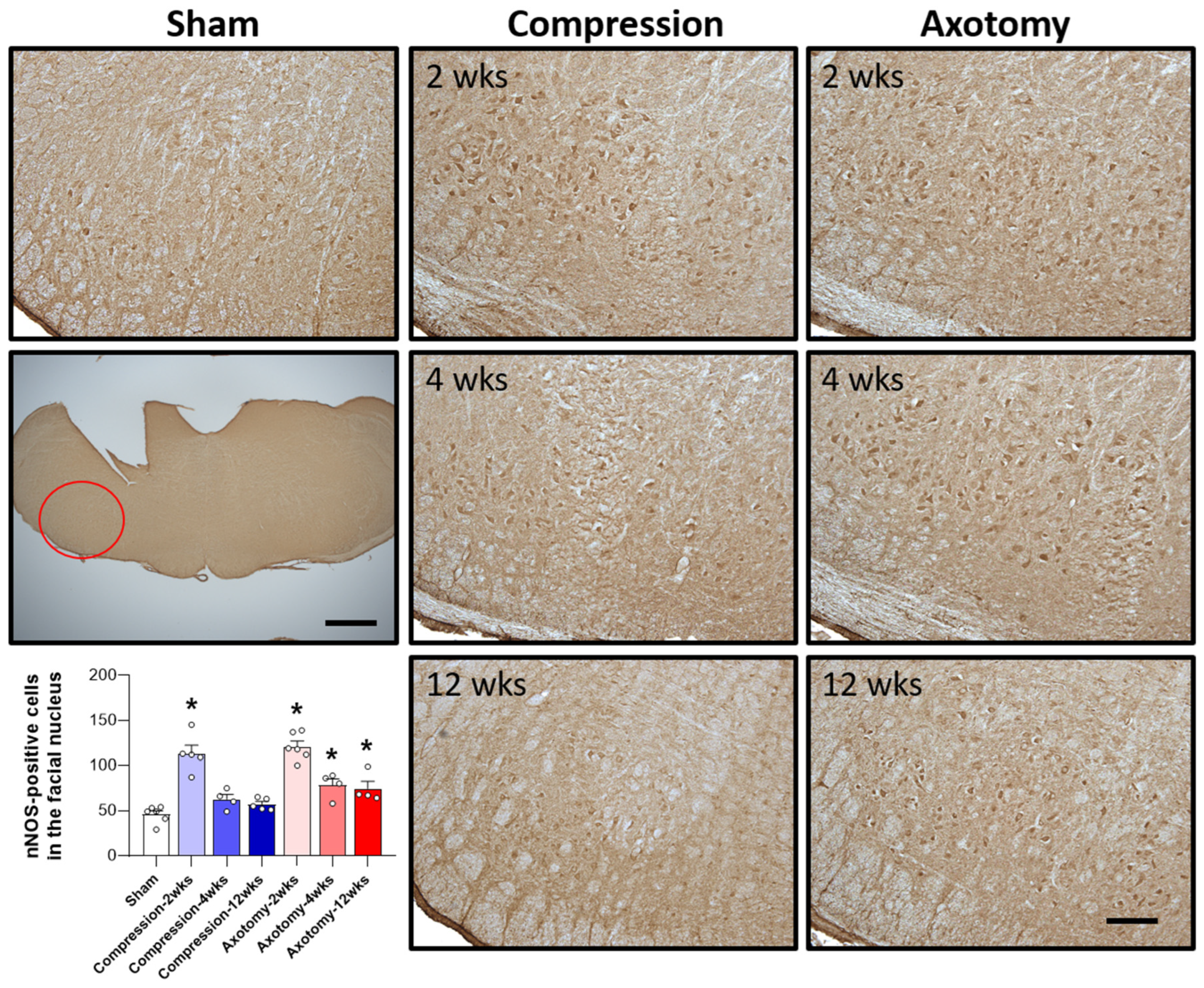 Antioxidants 13 00595 g004