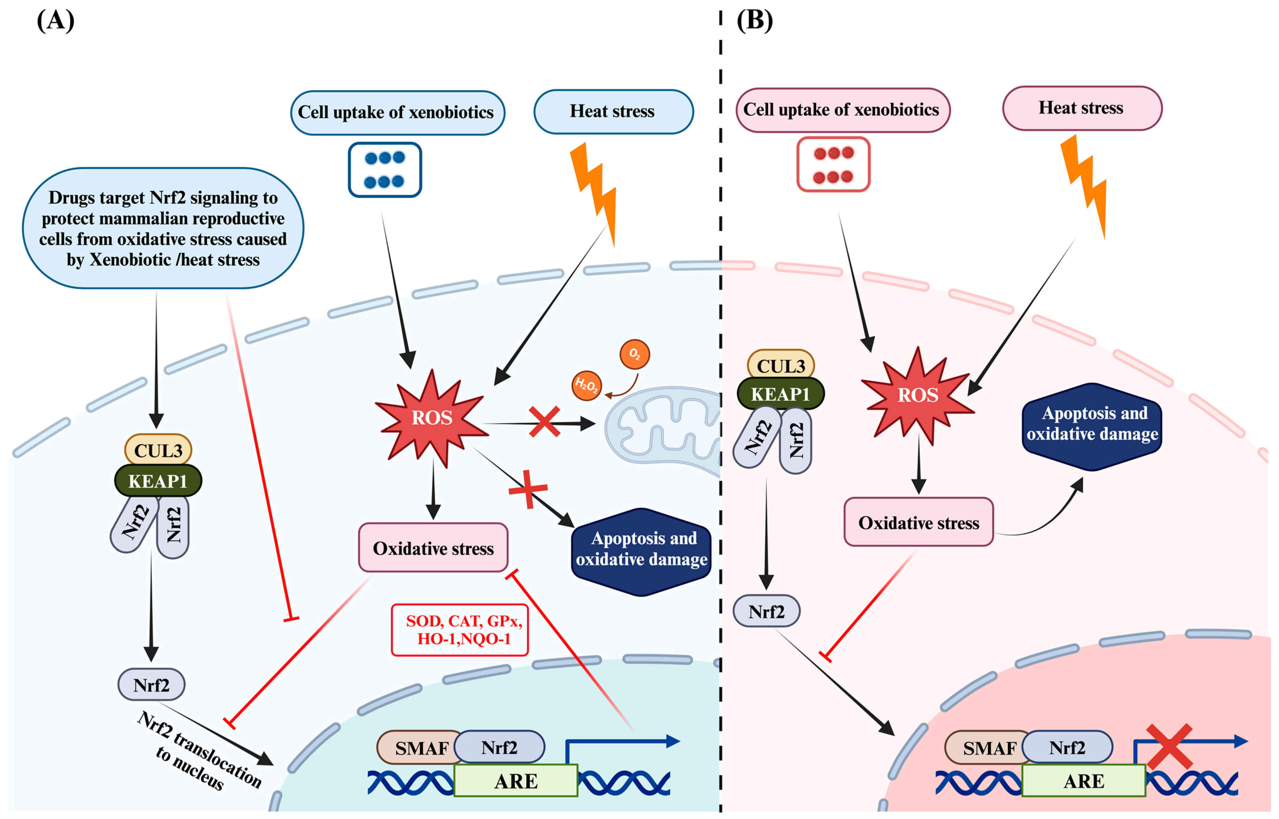 Antioxidants 13 00597 g001