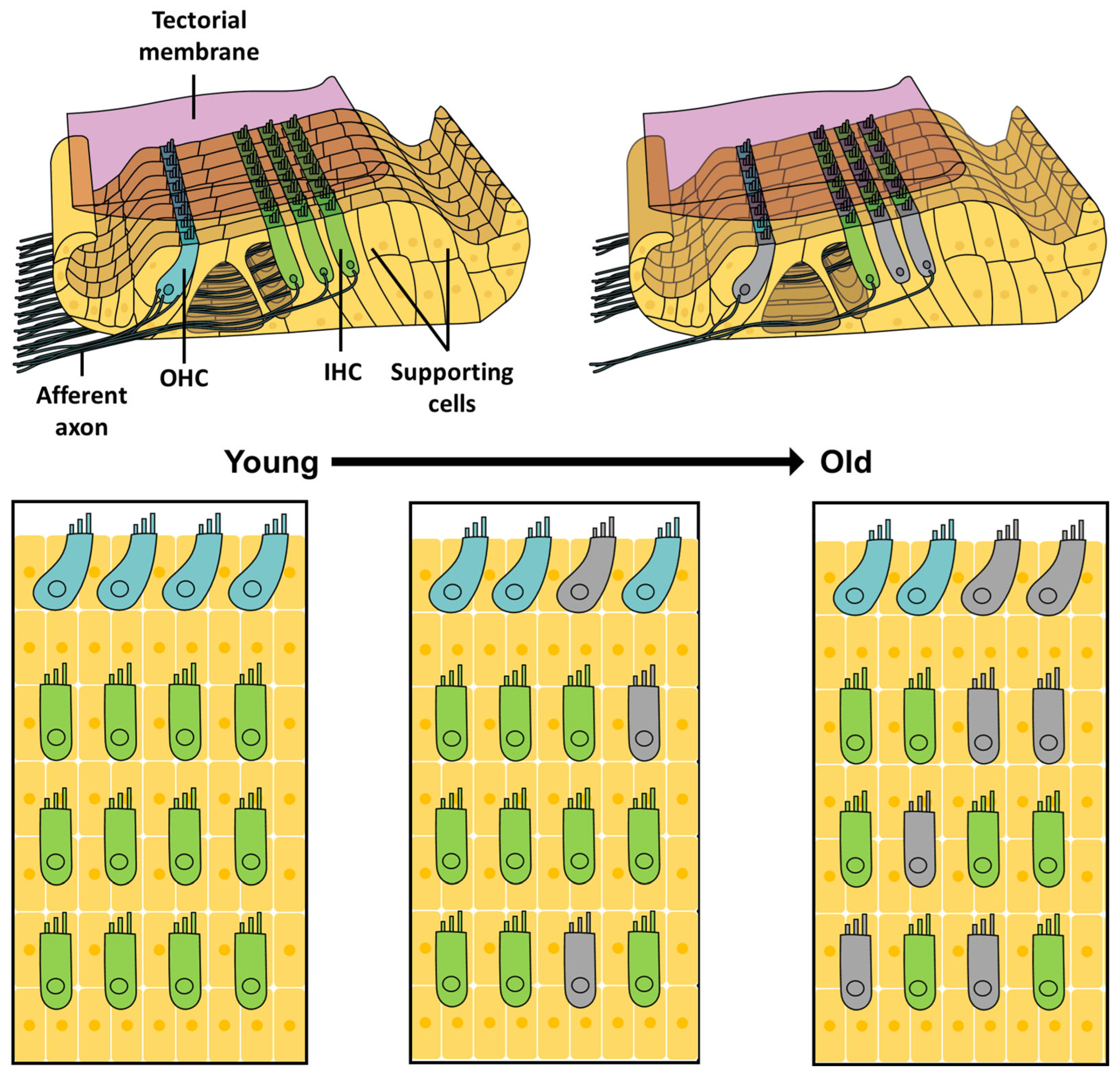 Antioxidants 13 00598 g003