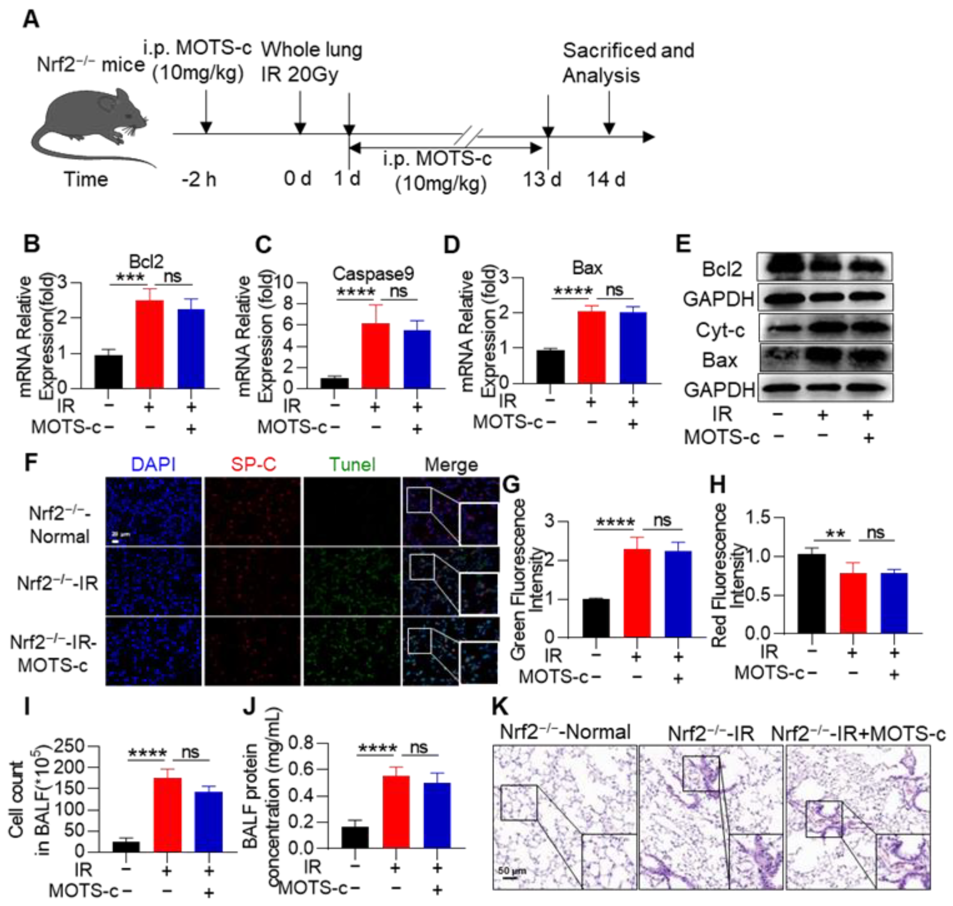 Antioxidants 13 00613 g010