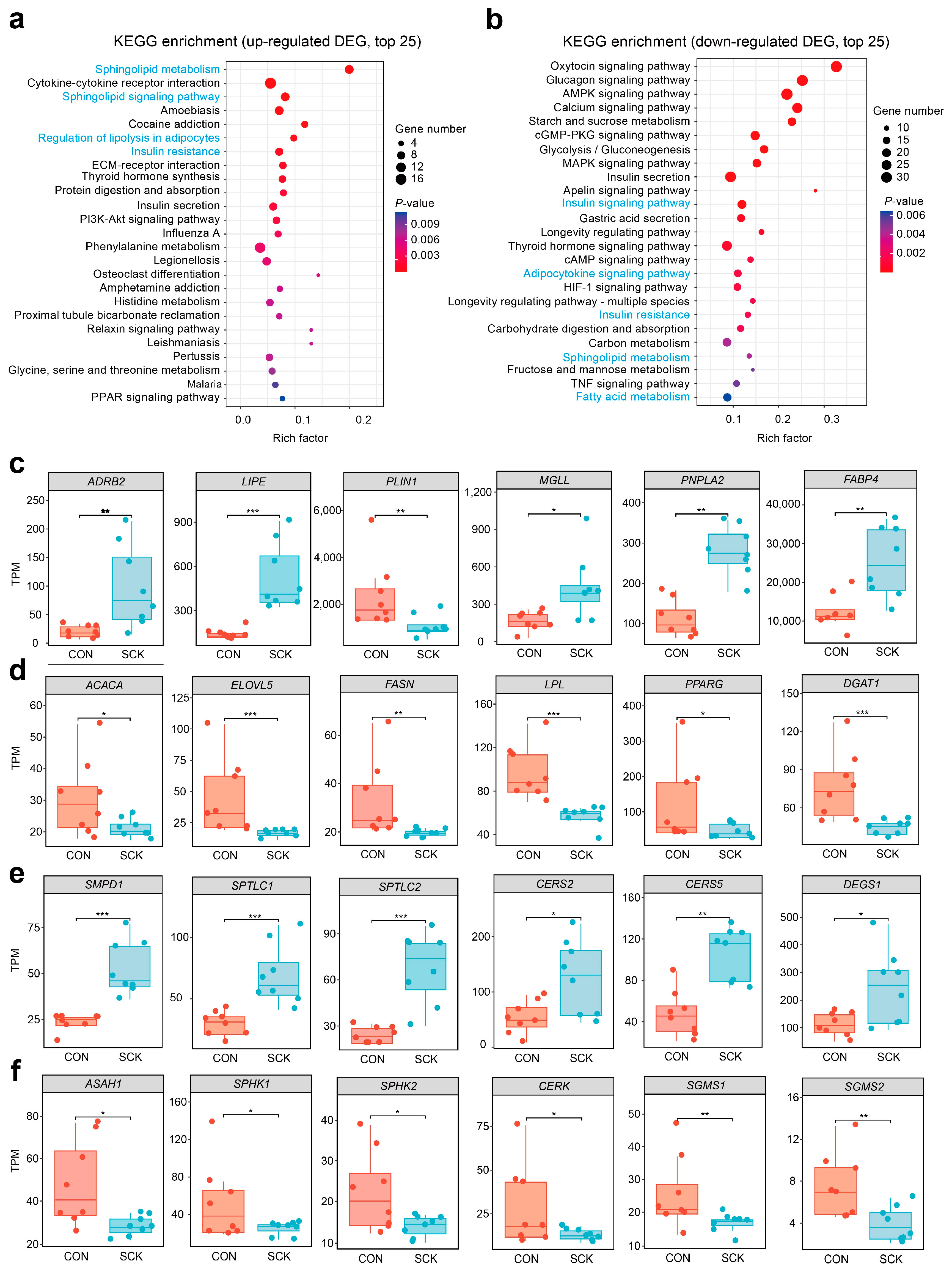 Antioxidants 13 00614 g005