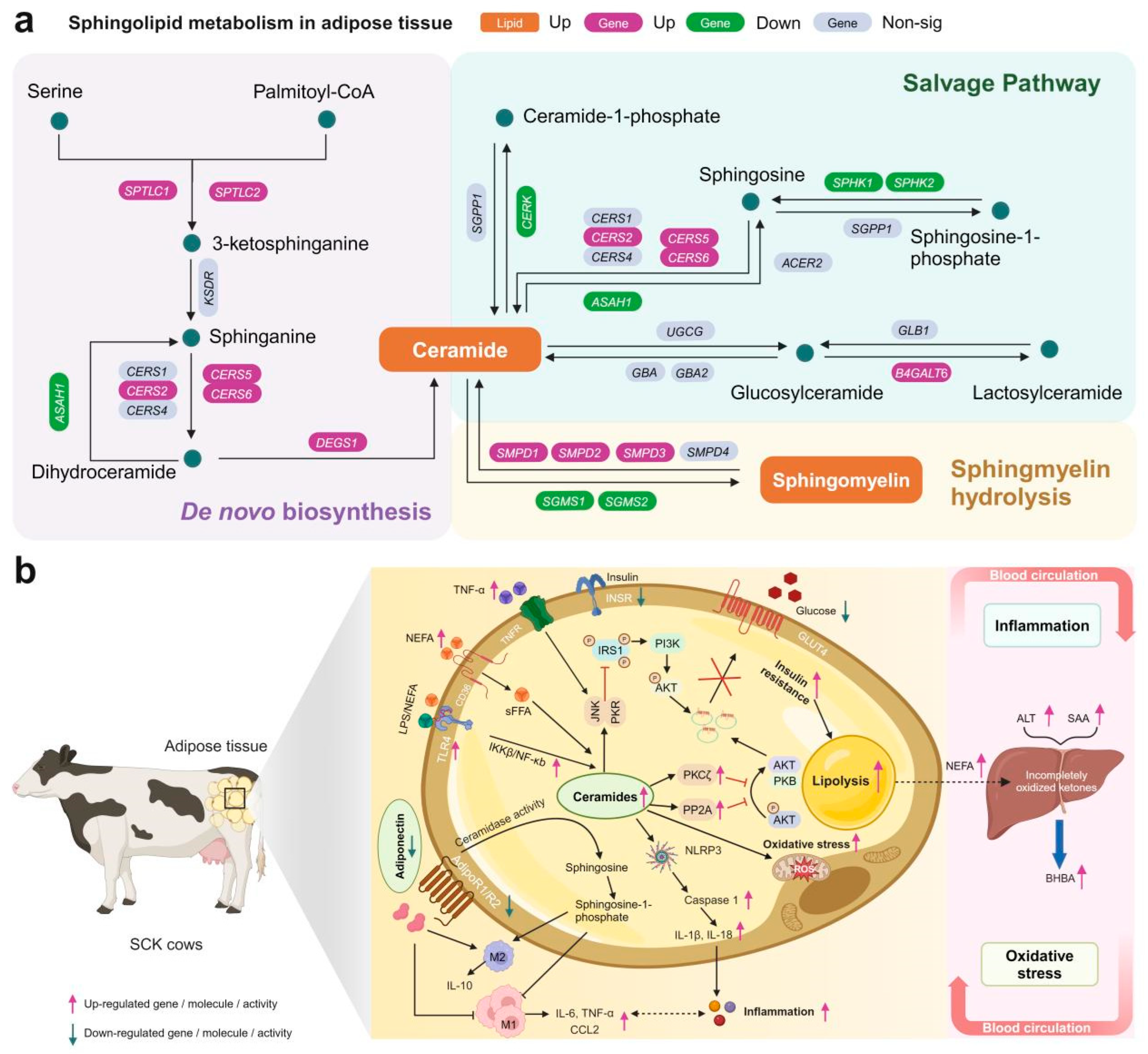 Antioxidants 13 00614 g009