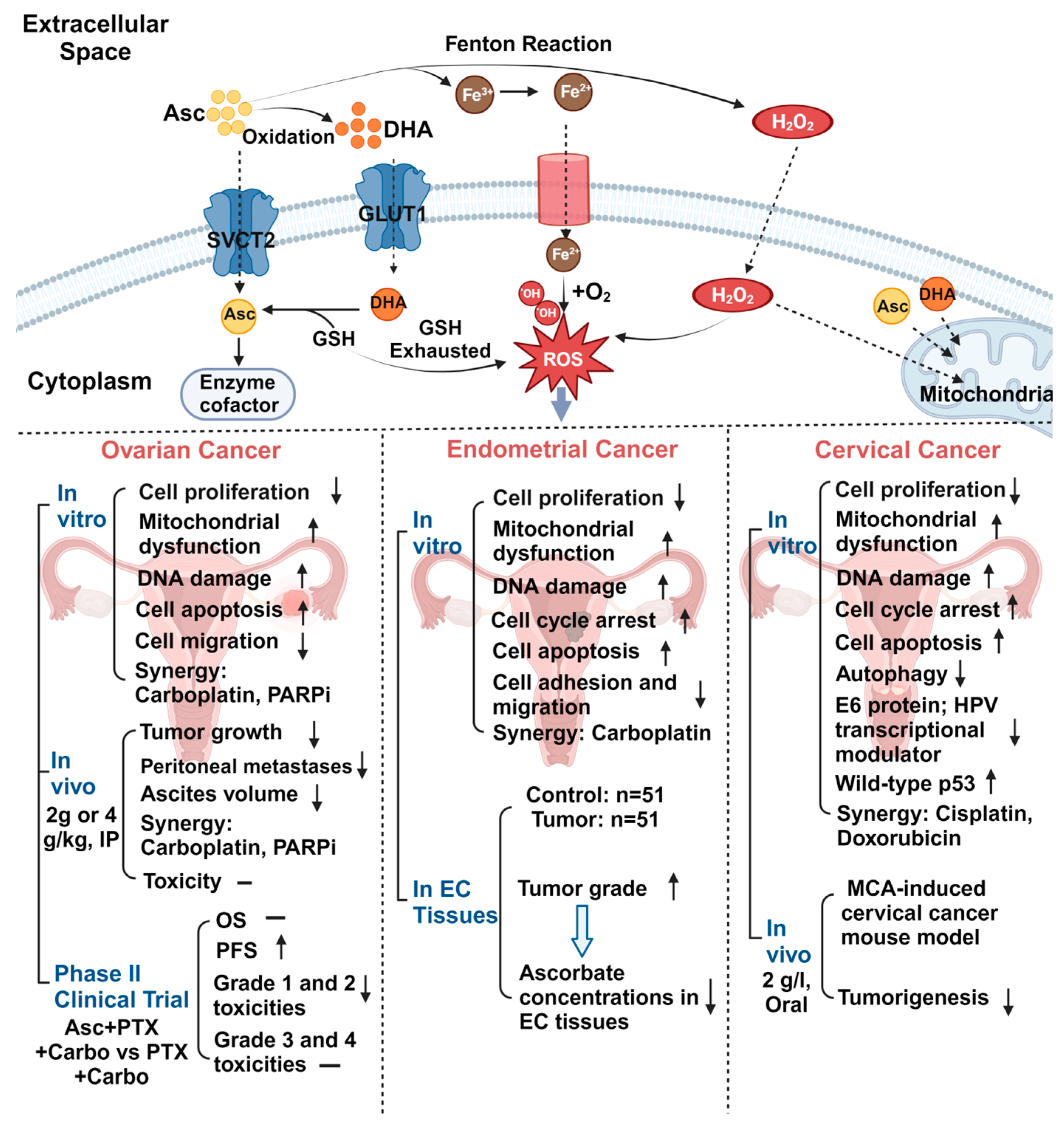 Antioxidants 13 00617 g003