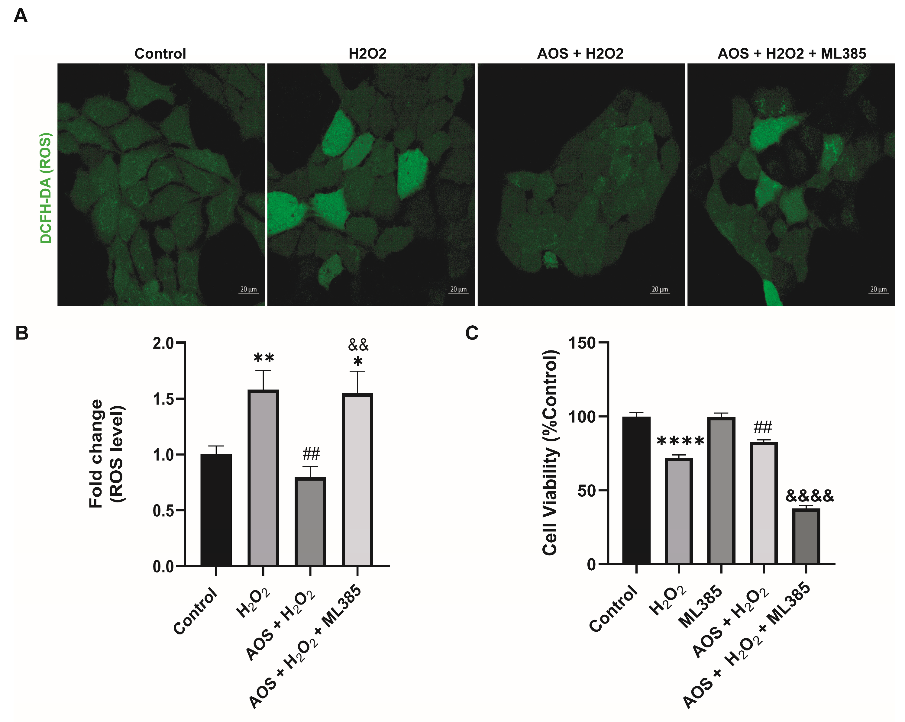 Antioxidants 13 00618 g004