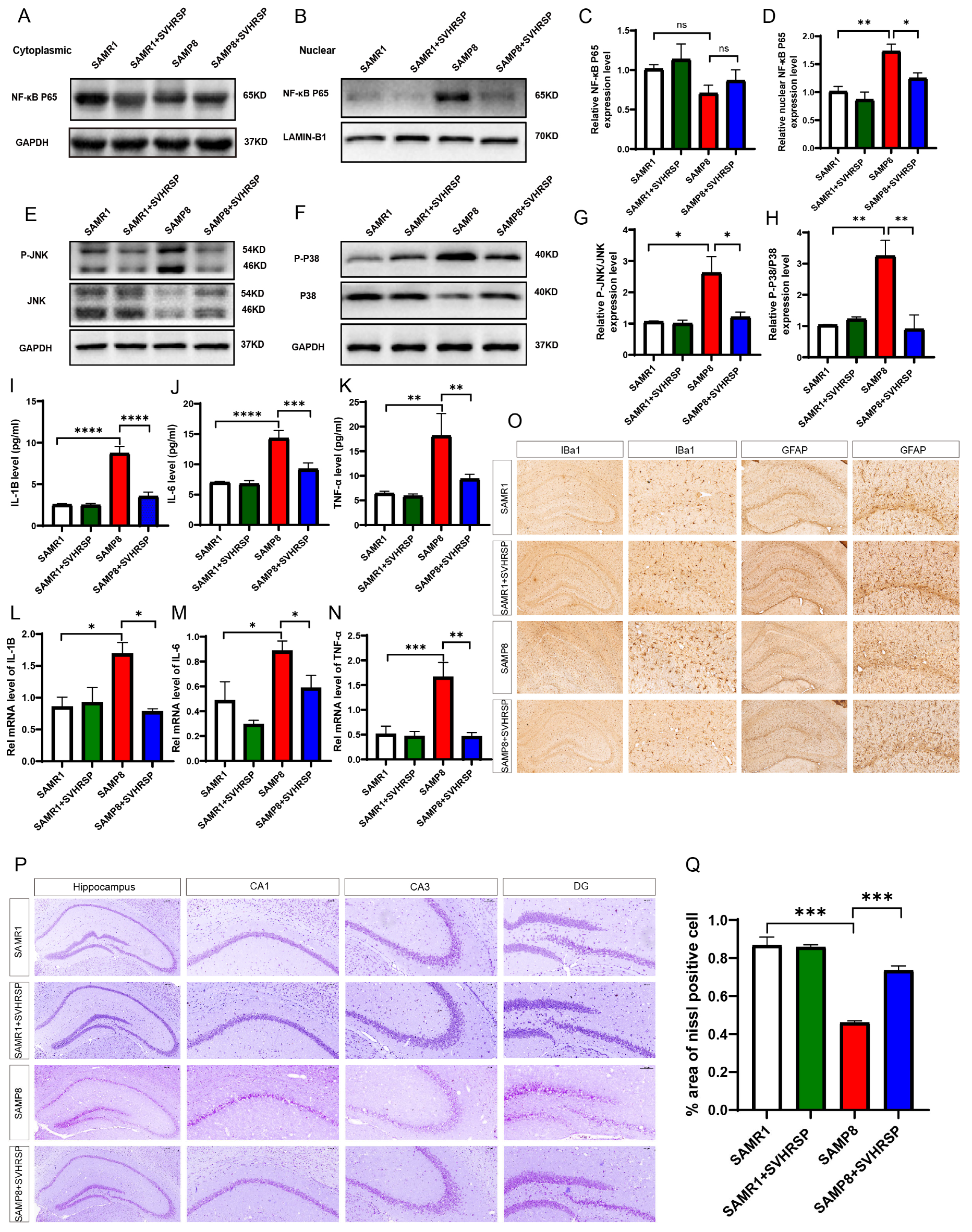 Antioxidants 13 00628 g004