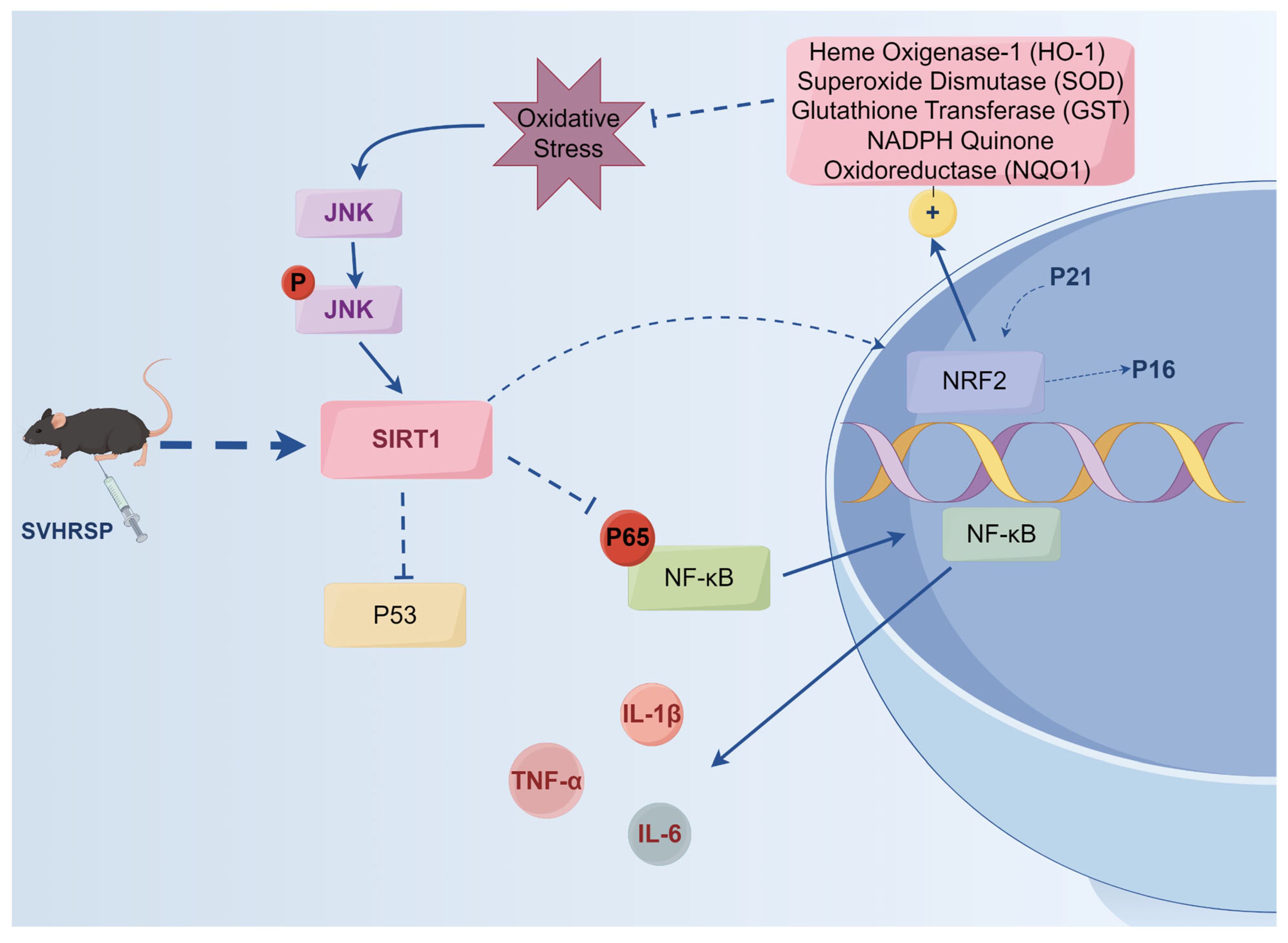 Antioxidants 13 00628 g005