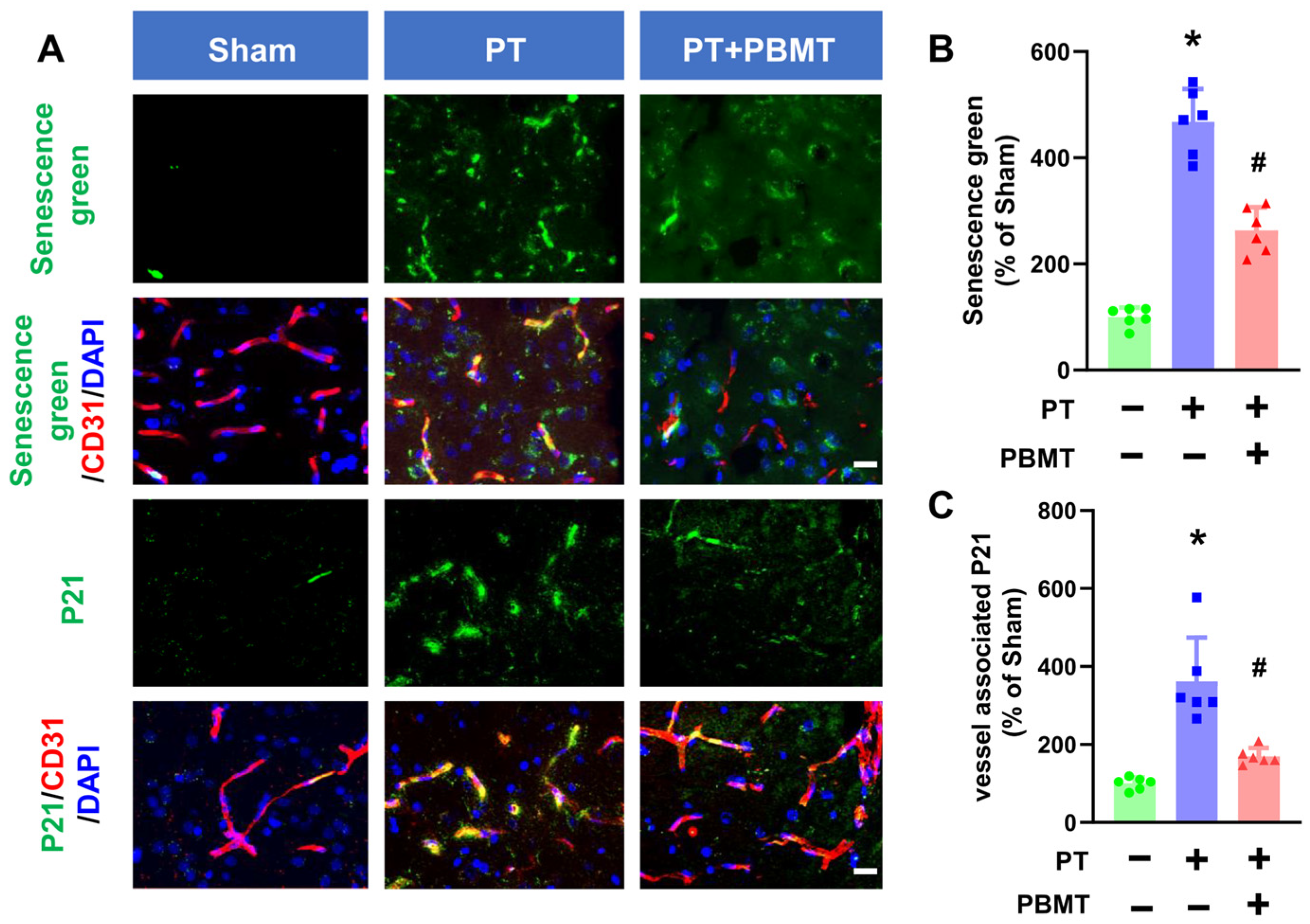 Antioxidants 13 00633 g003