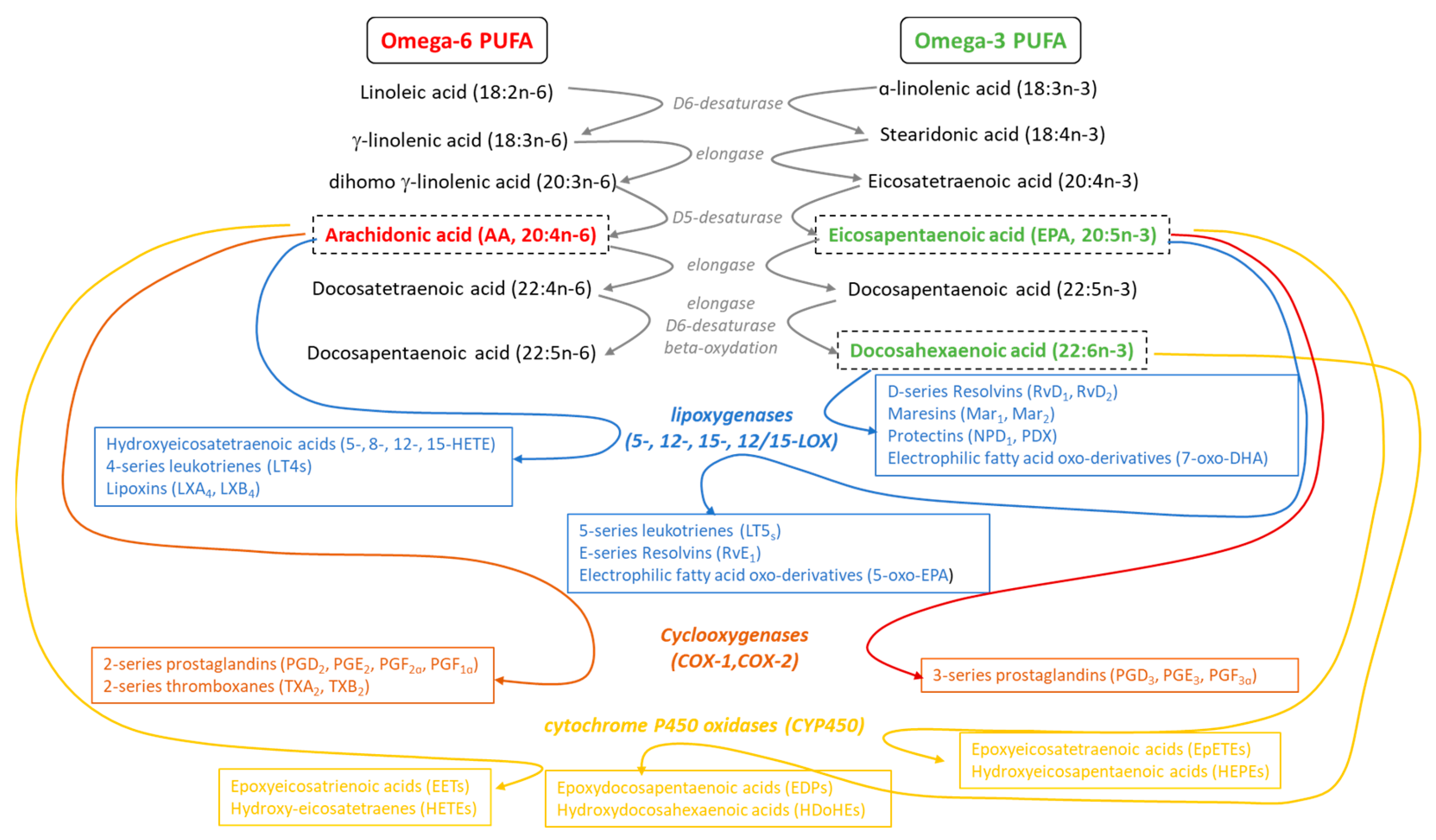 Antioxidants 13 00634 g001