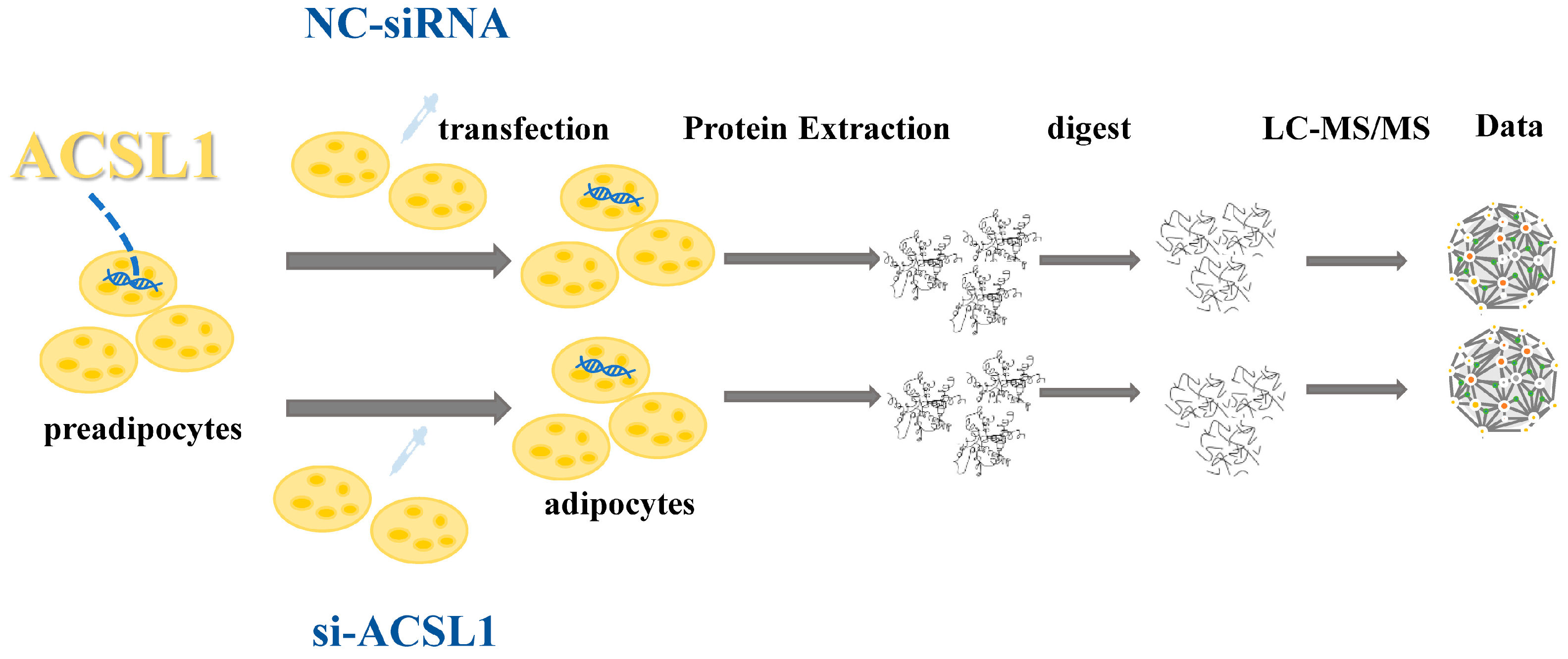 Antioxidants 13 00641 g001
