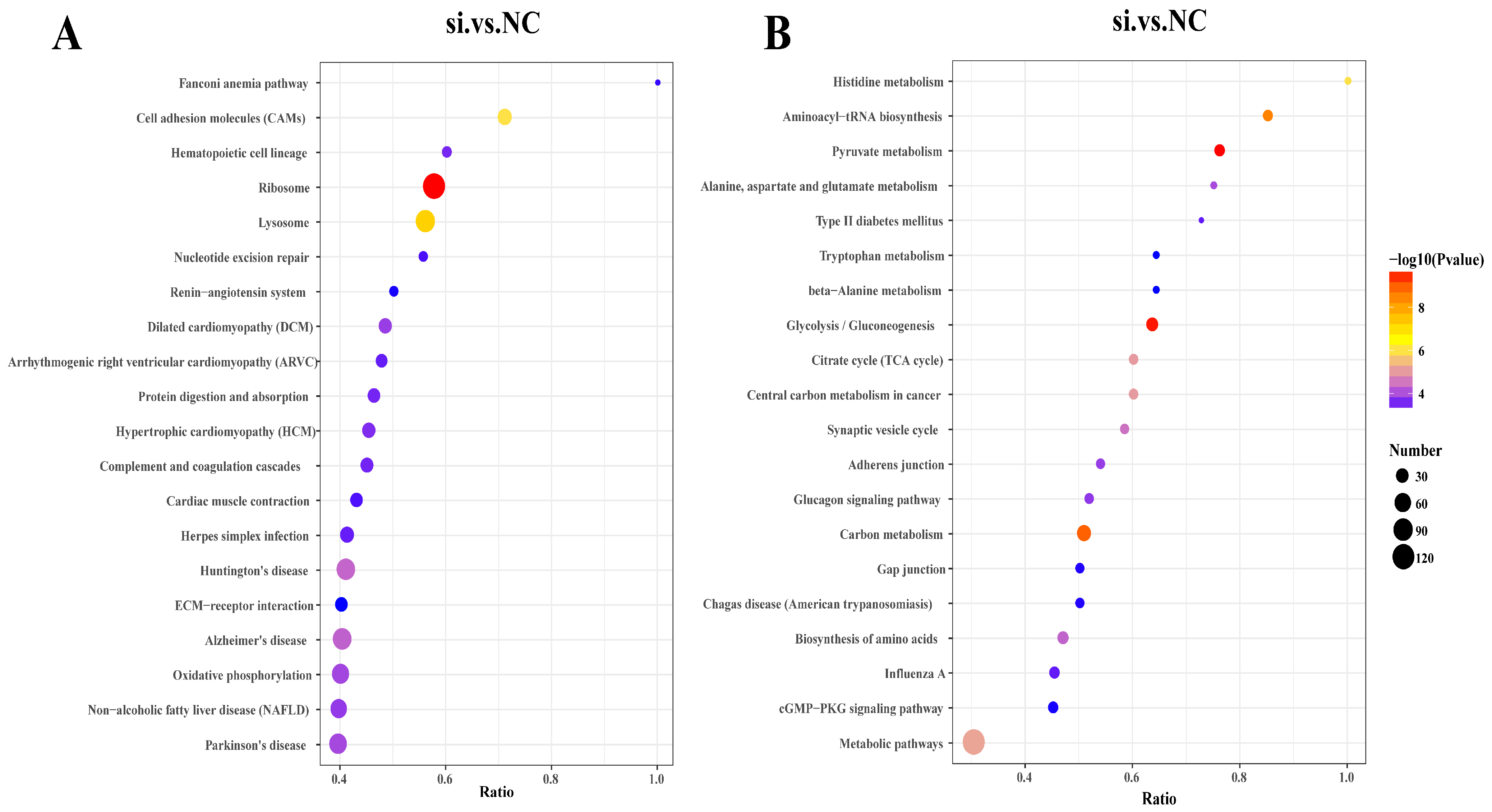 Antioxidants 13 00641 g006