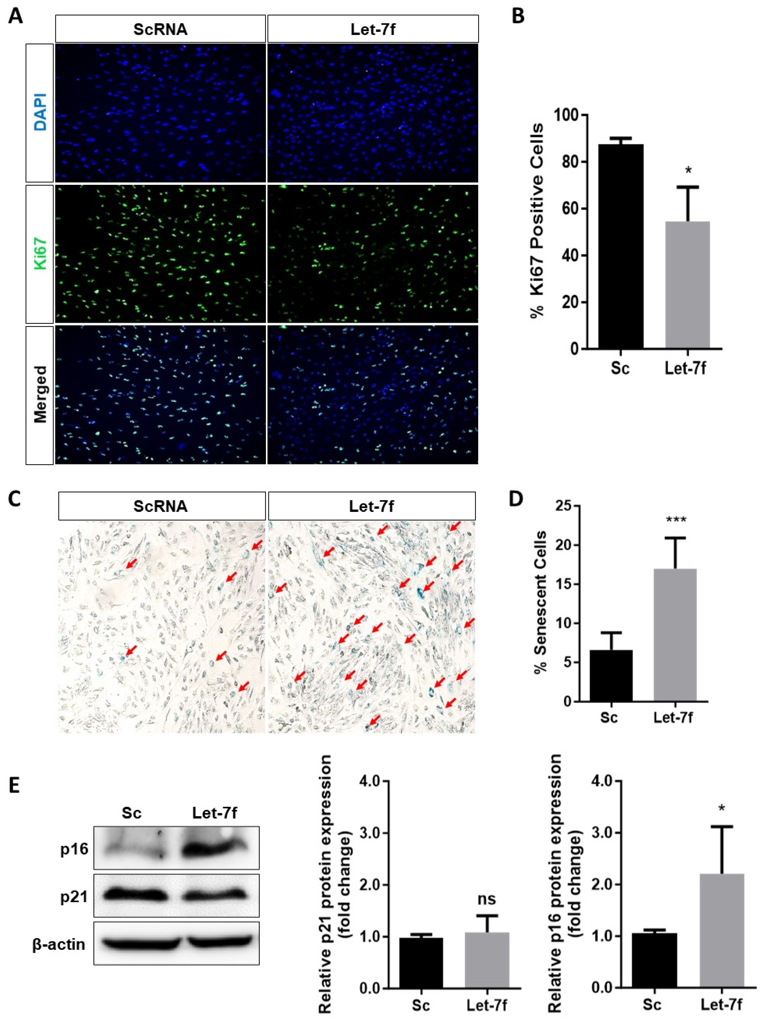 Antioxidants 13 00646 g003