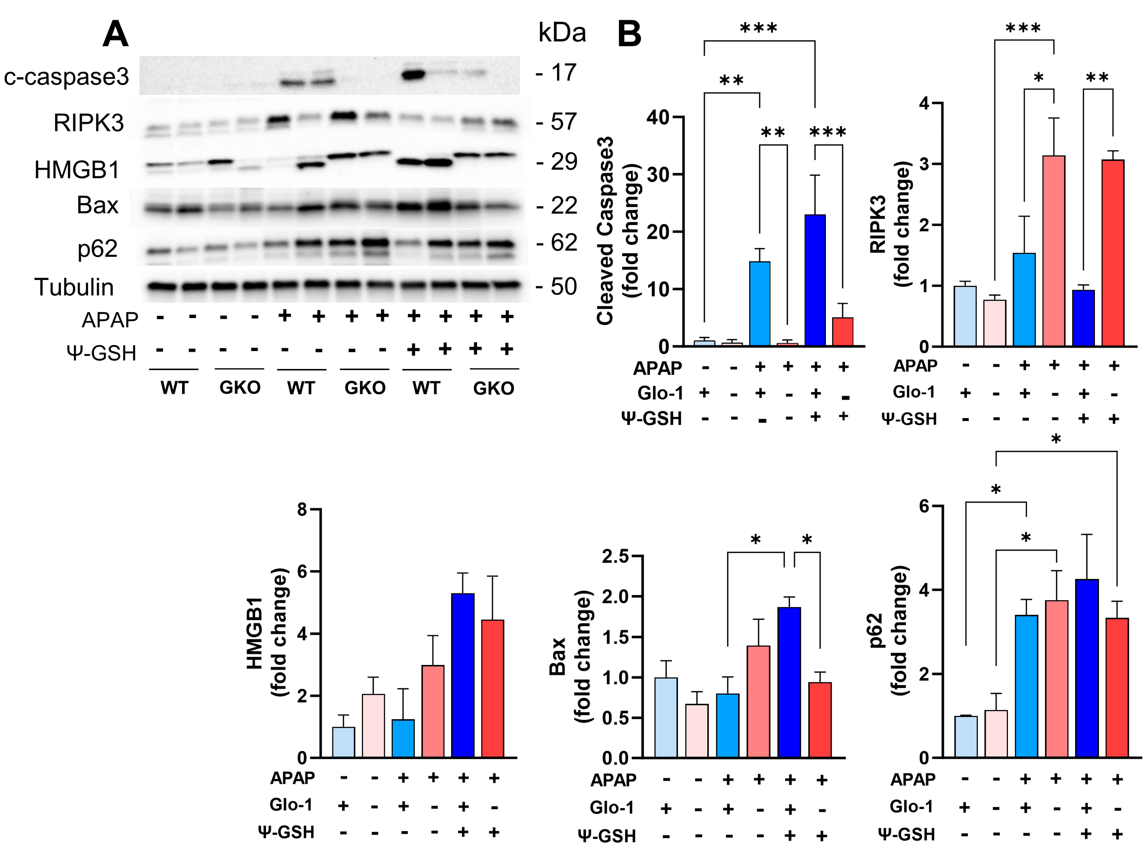 Antioxidants 13 00648 g007