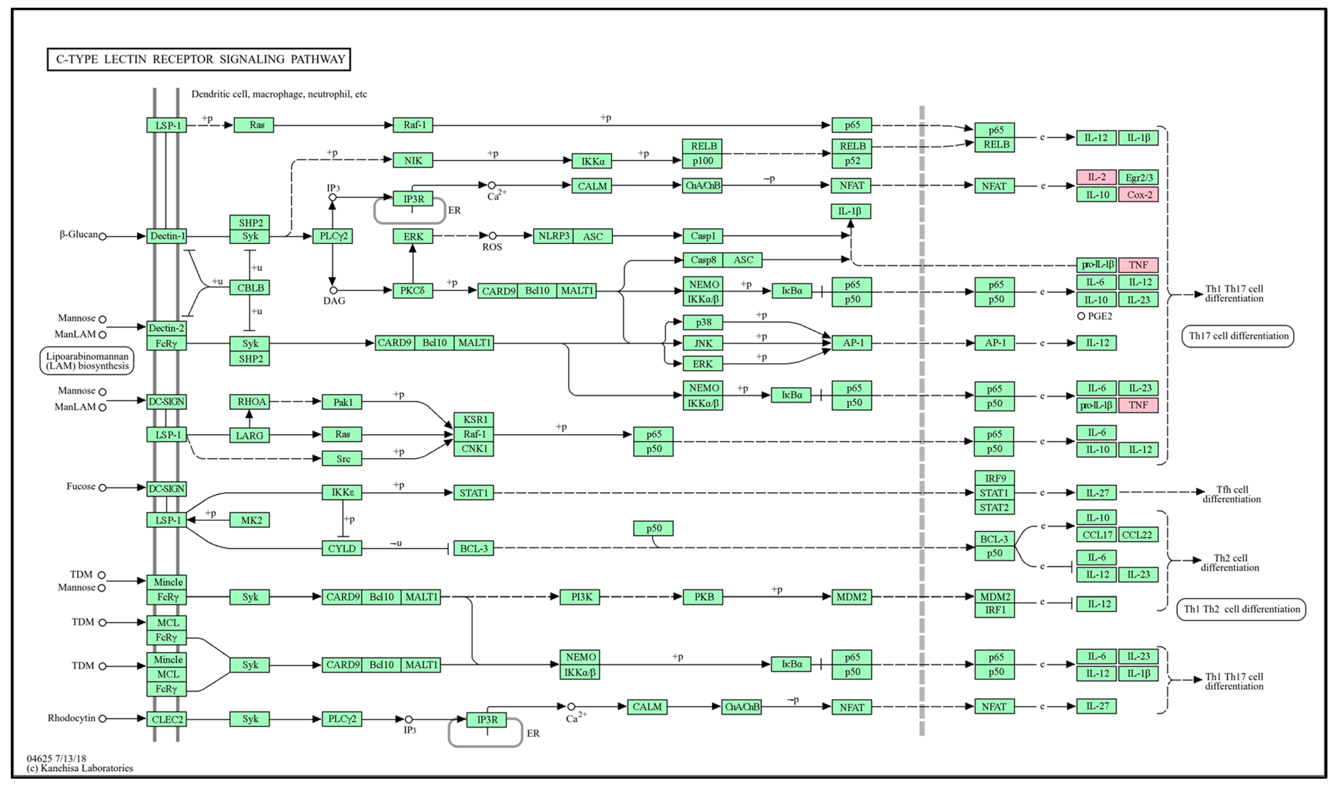 Antioxidants 13 00652 g008