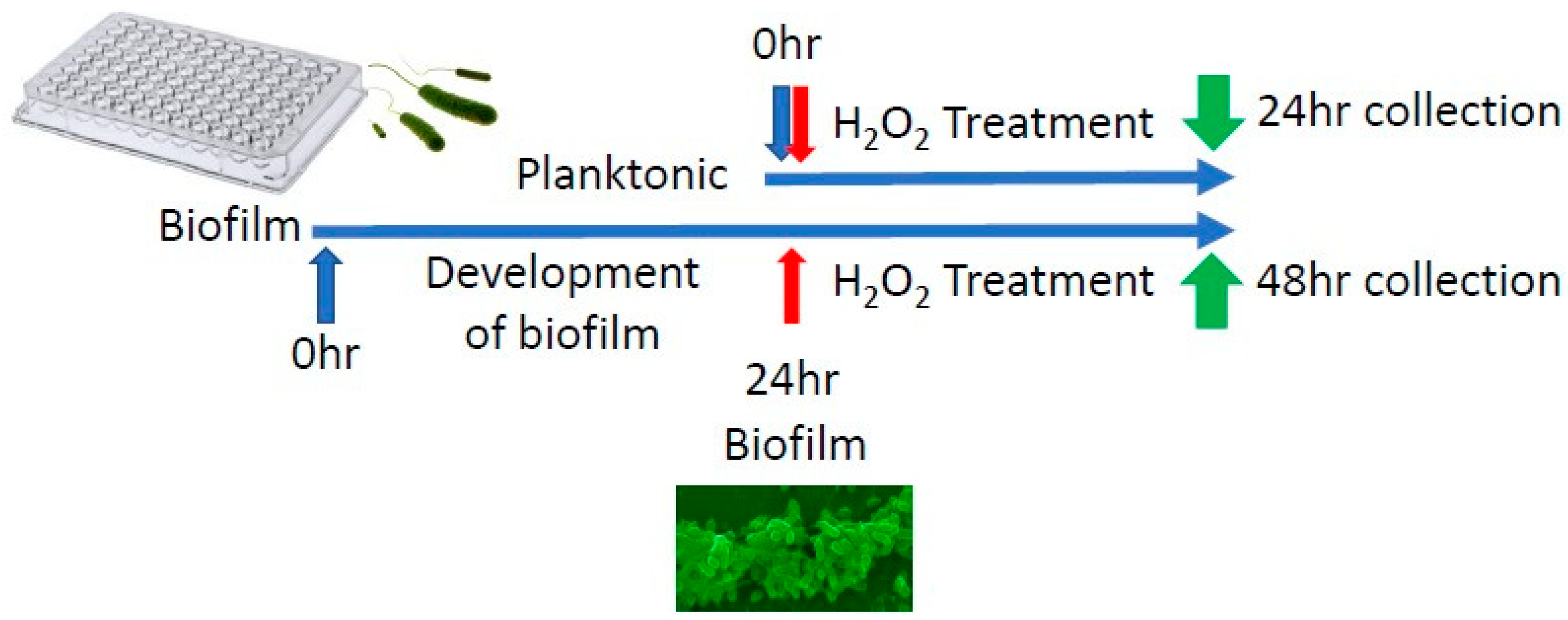 Antioxidants 13 00655 g001