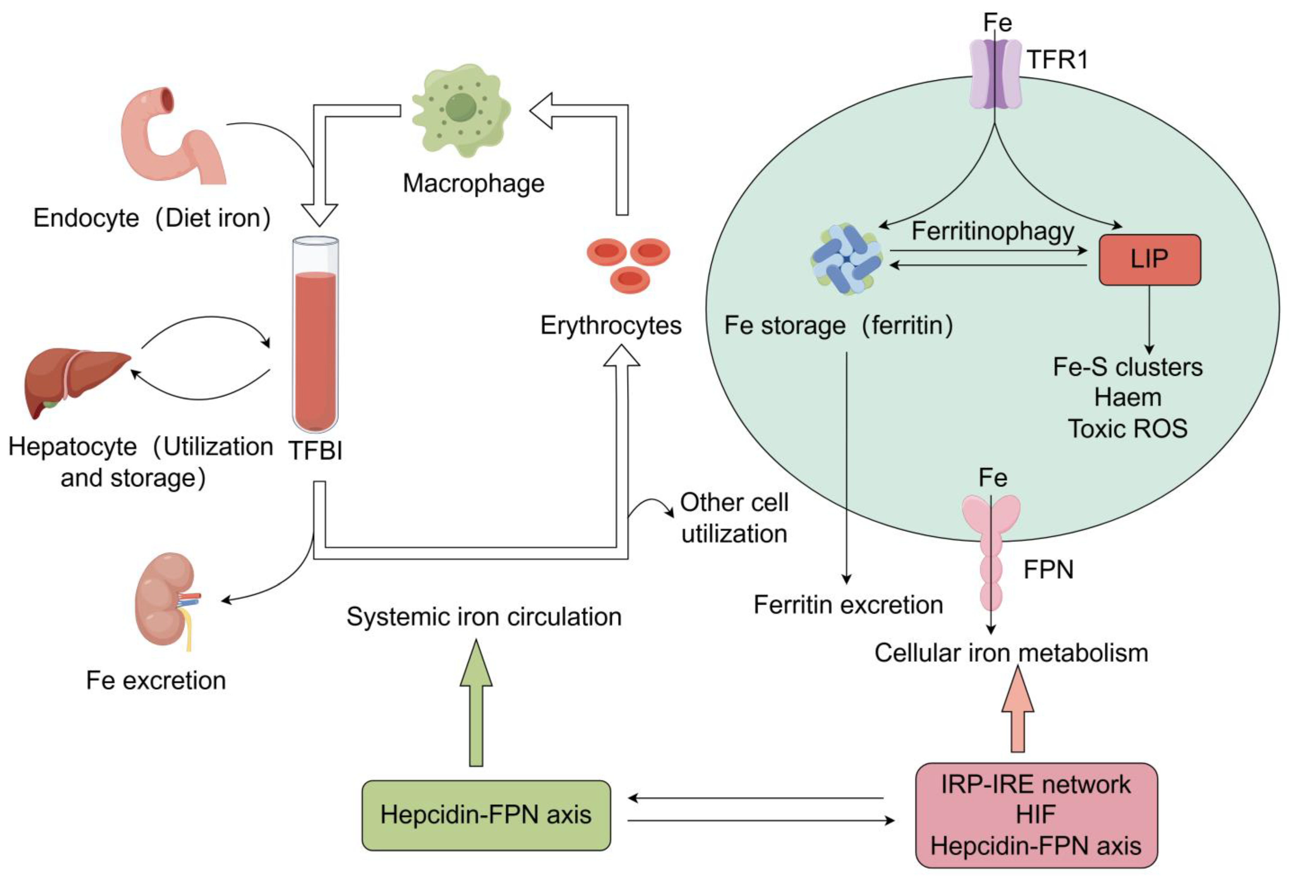 Antioxidants 13 00659 g001