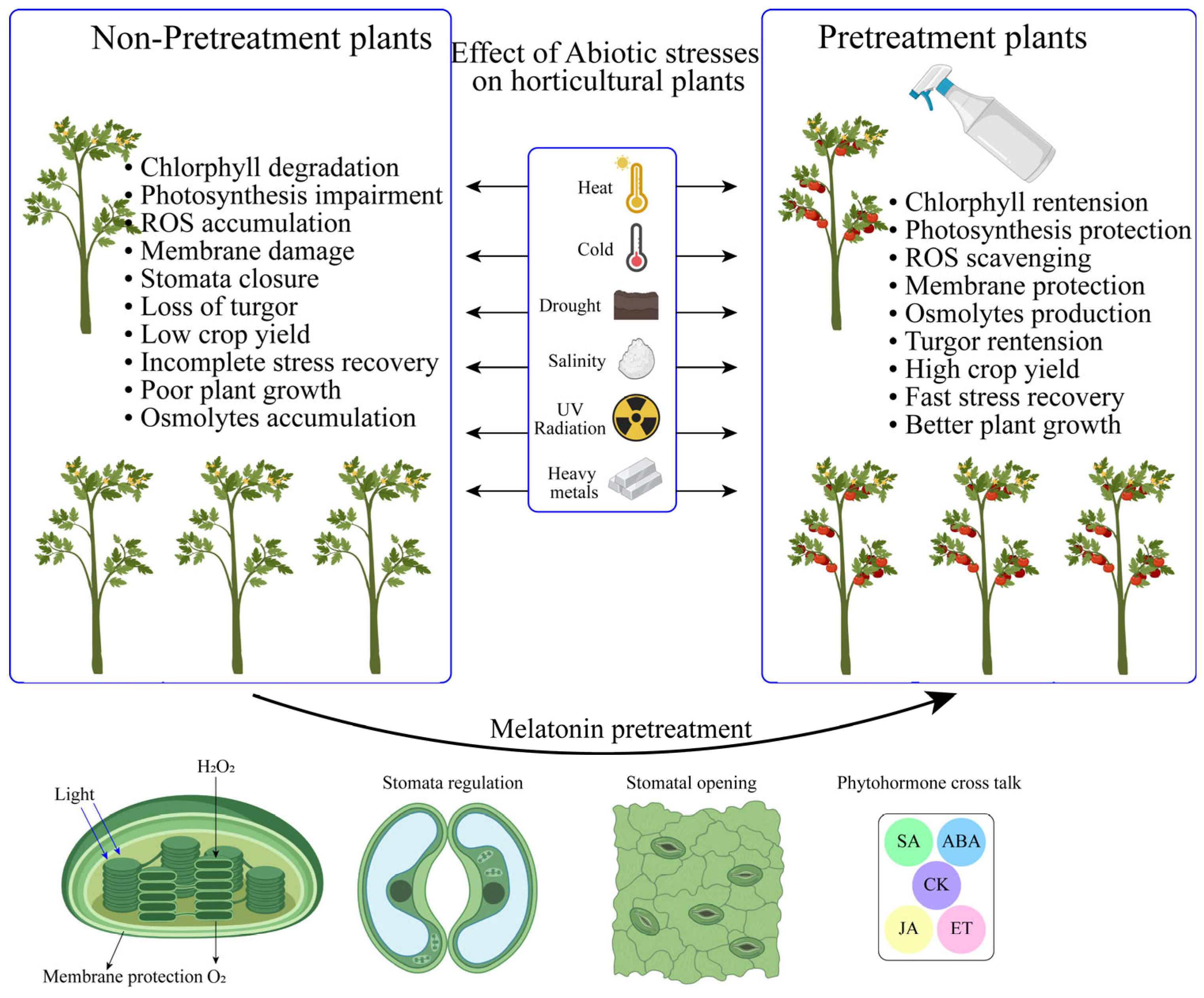Antioxidants 13 00663 g002