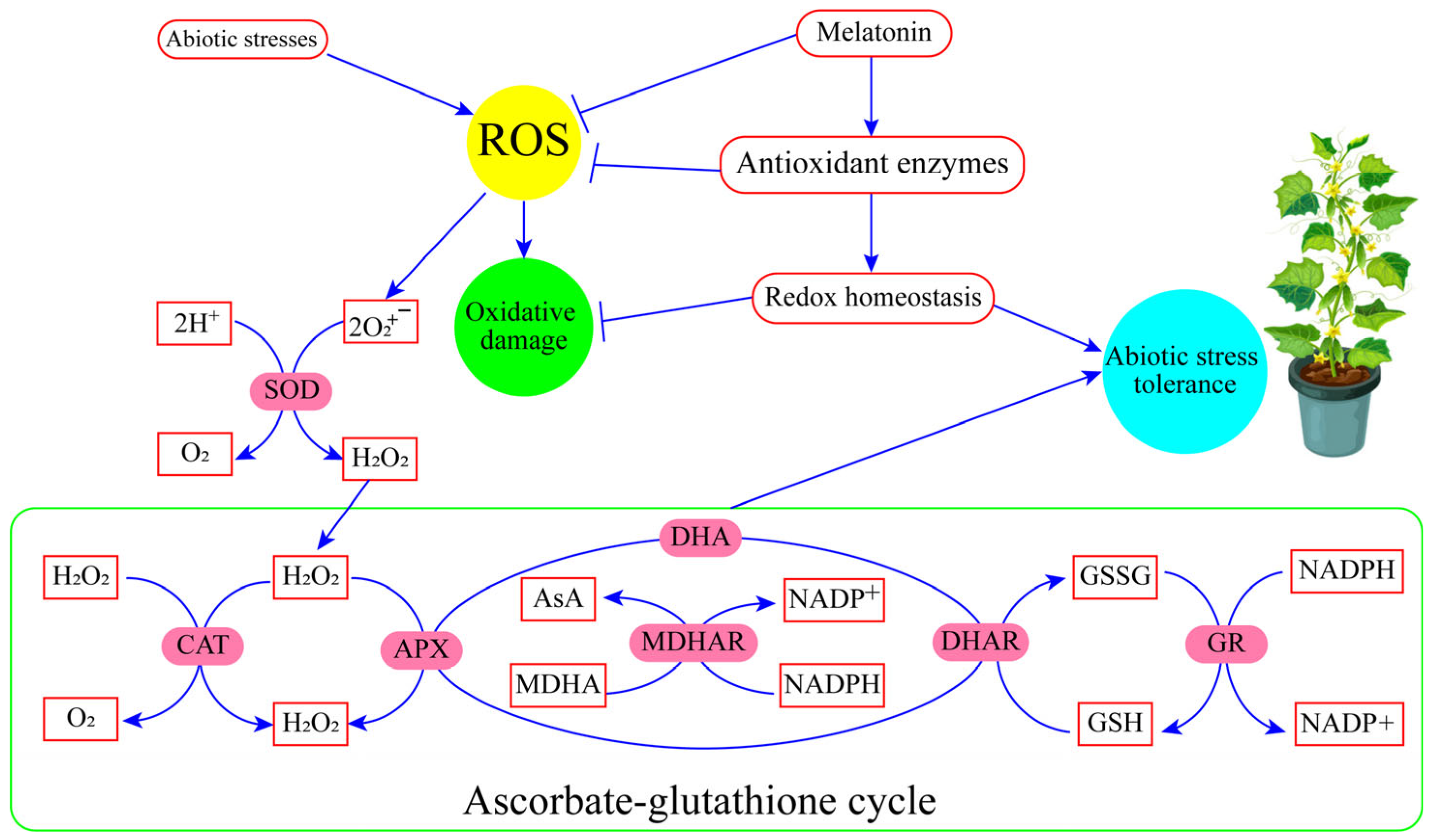Antioxidants 13 00663 g005