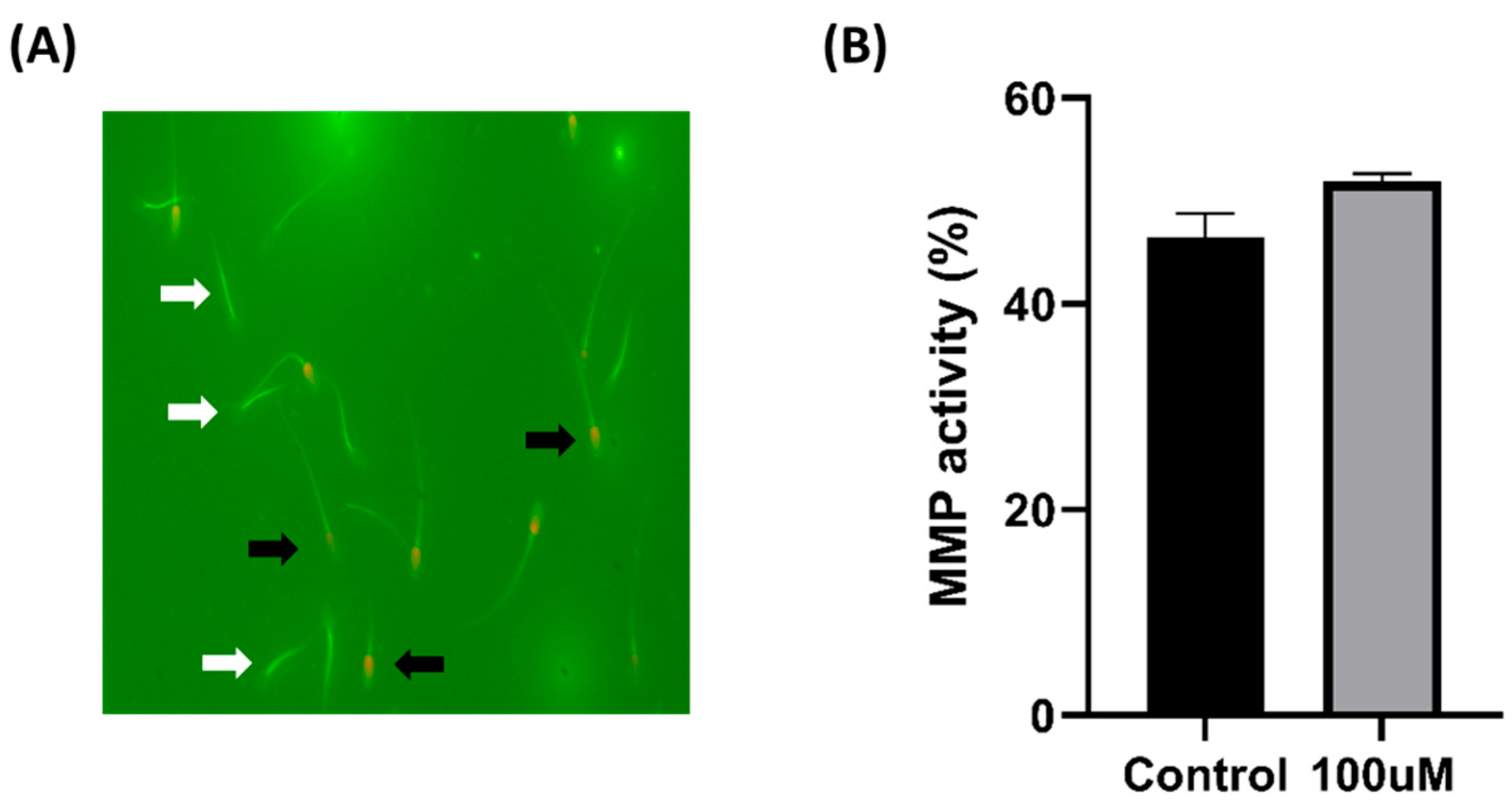 Antioxidants 13 00672 g004