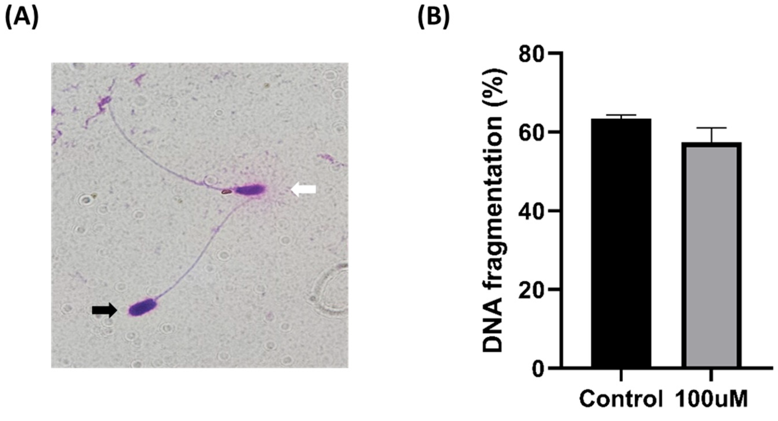 Antioxidants 13 00672 g005
