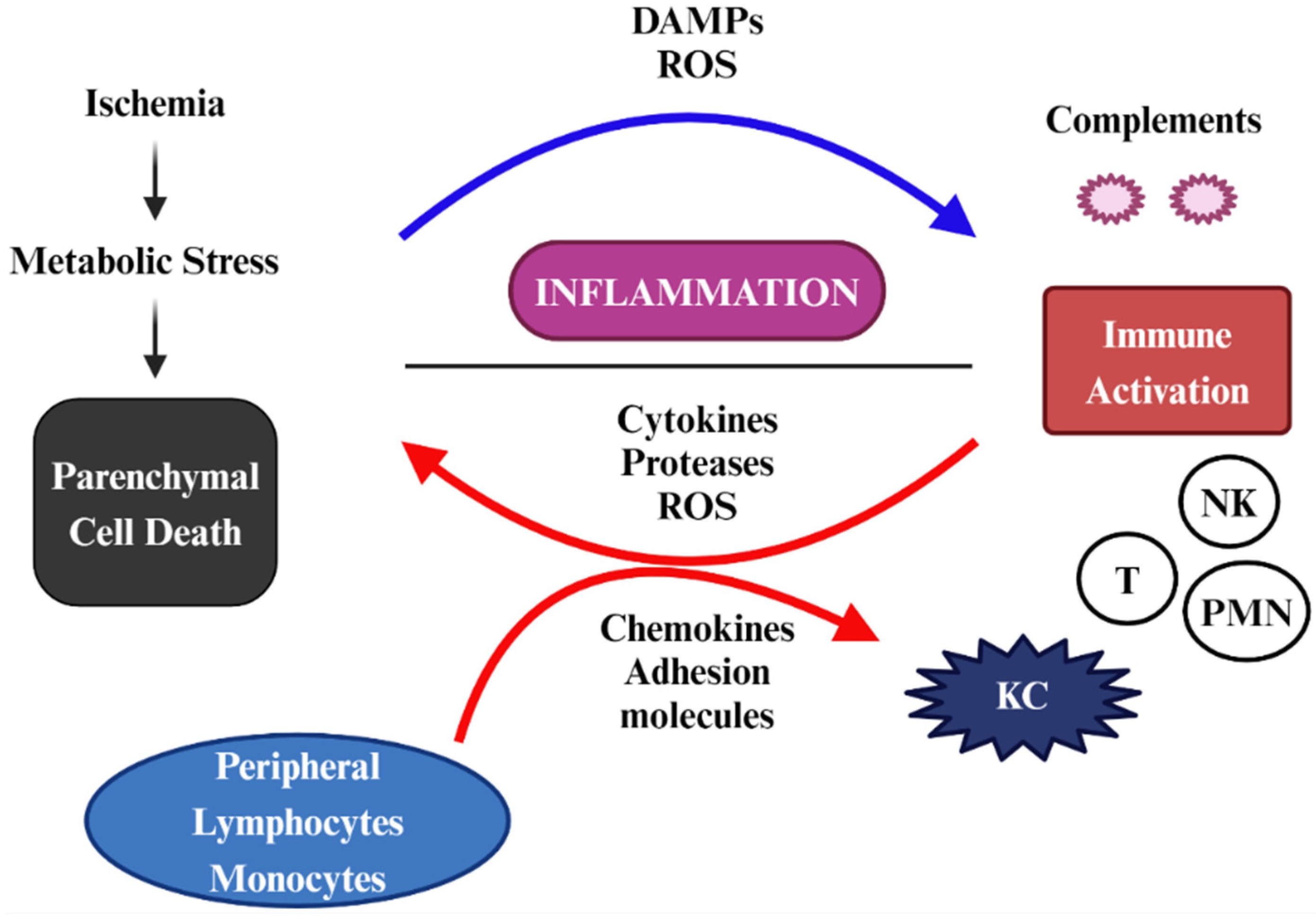 Antioxidants 13 00678 g003