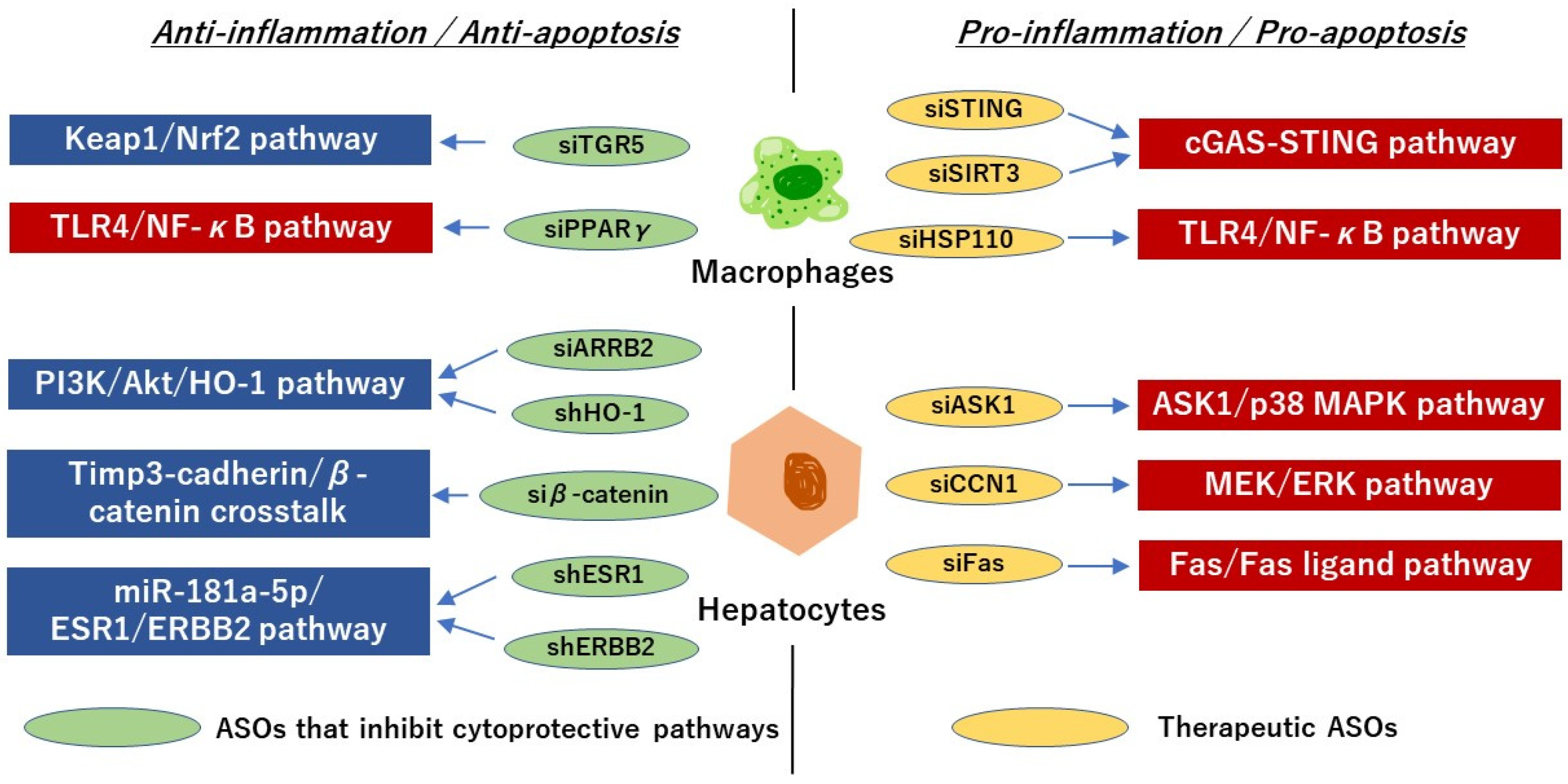 Antioxidants 13 00678 g004