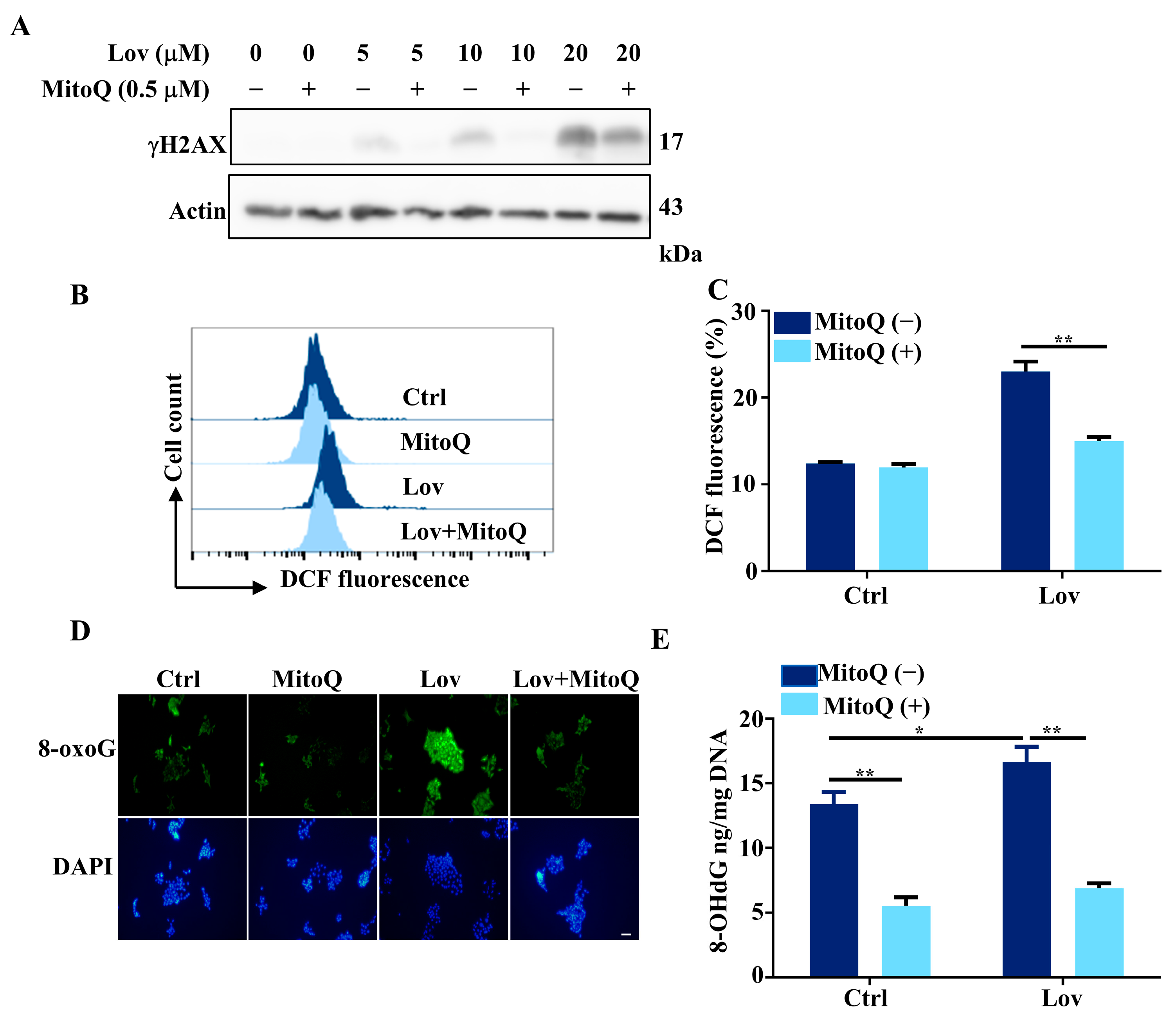 Antioxidants 13 00679 g004