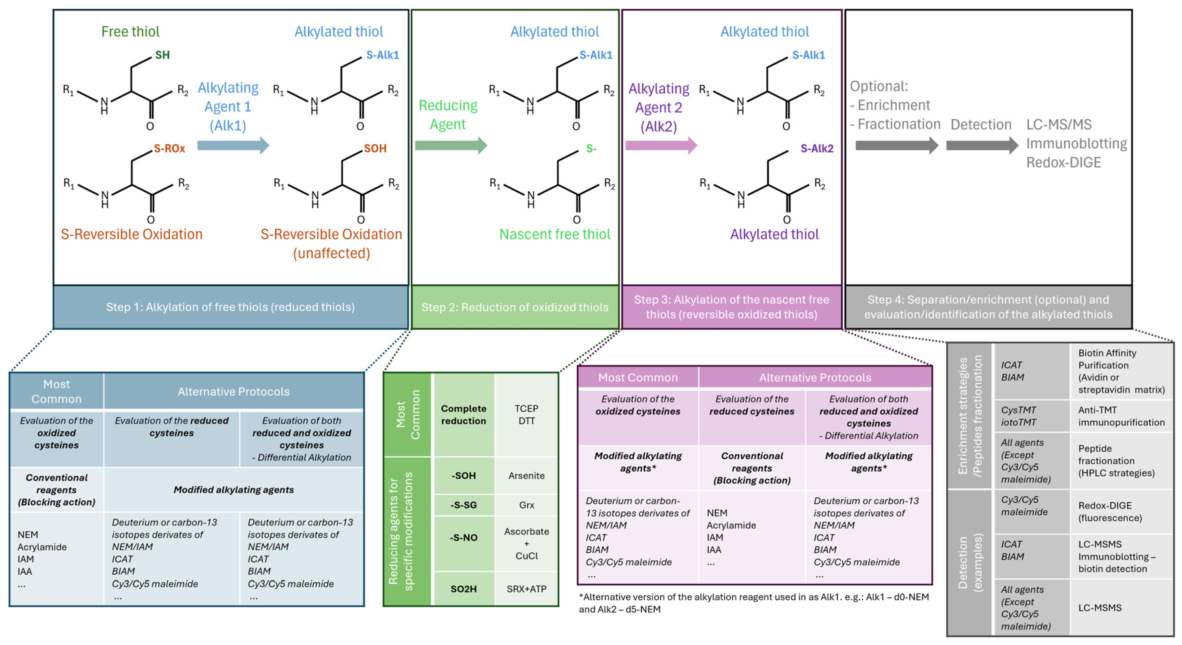 Antioxidants 13 00681 g002