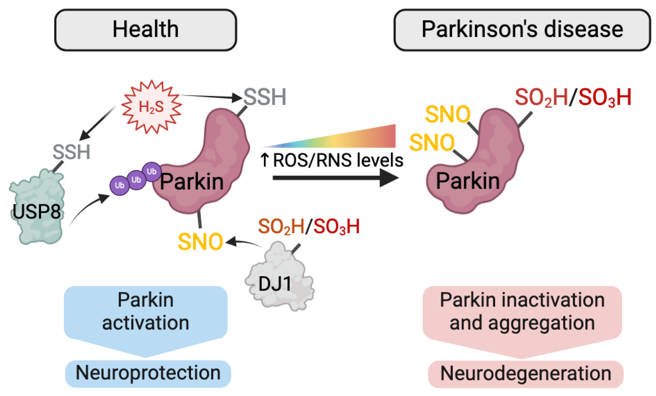 Antioxidants 13 00681 g004