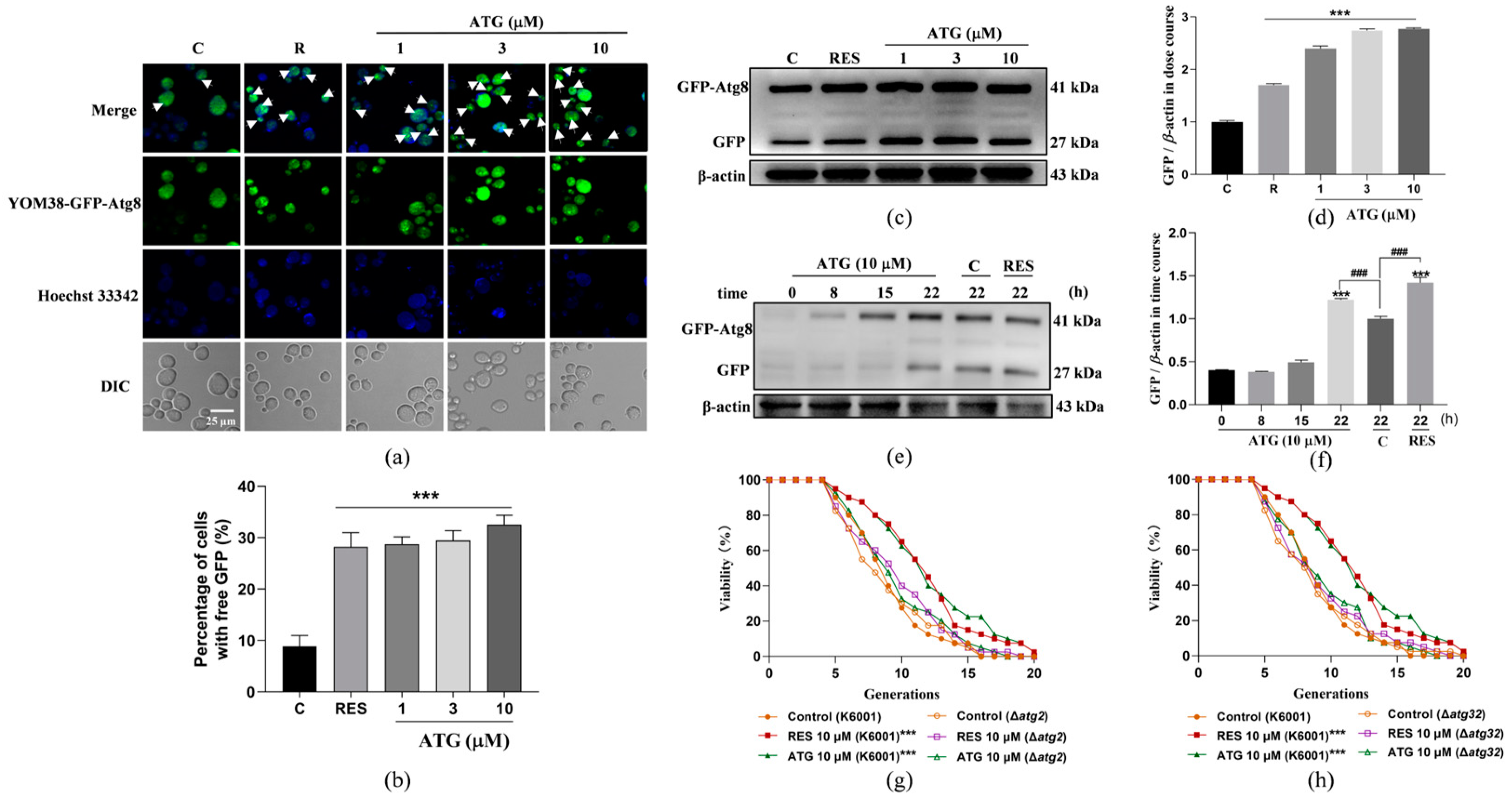 Antioxidants 13 00684 g003