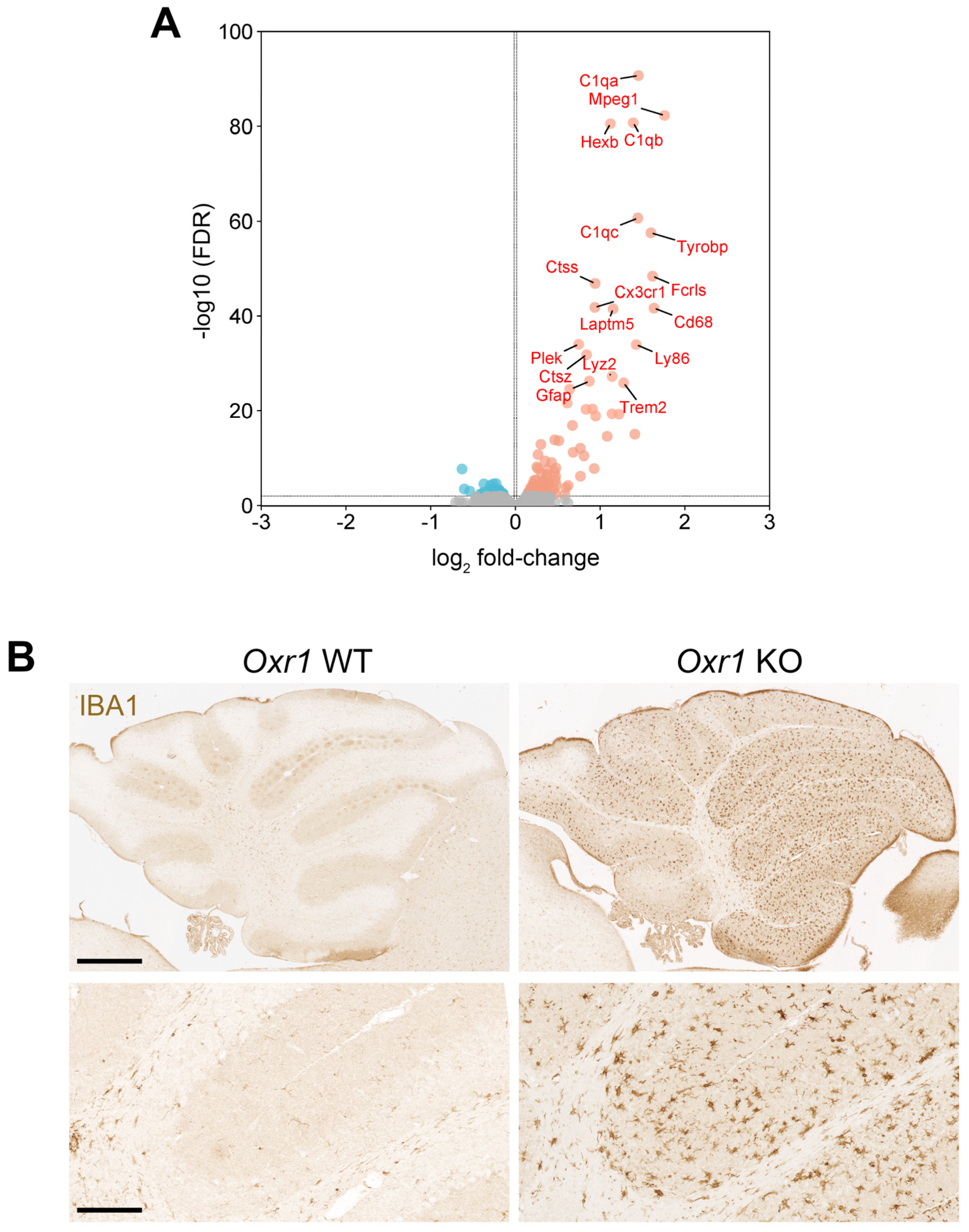 Antioxidants 13 00685 g001