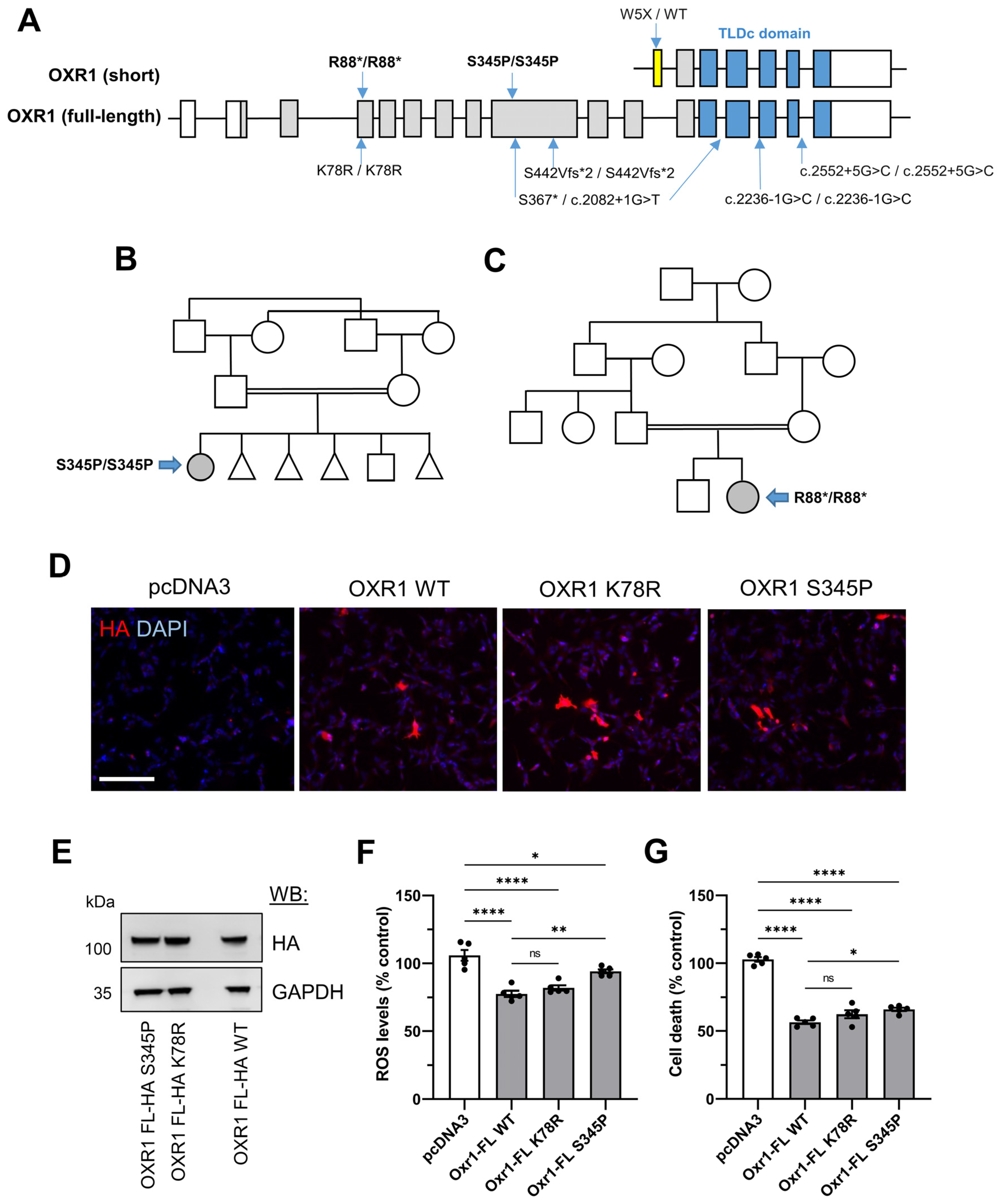 Antioxidants 13 00685 g005