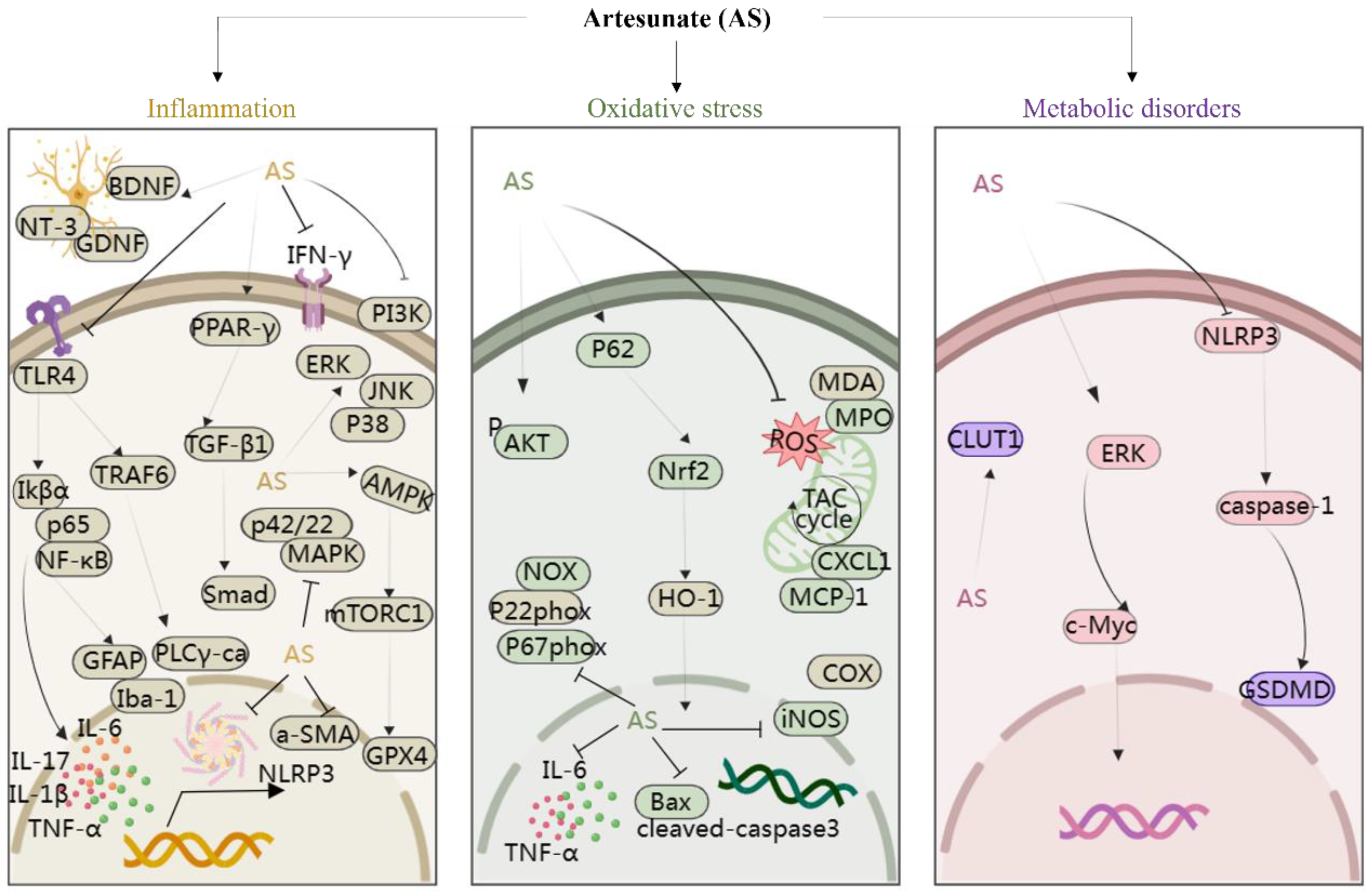 Antioxidants 13 00686 g003