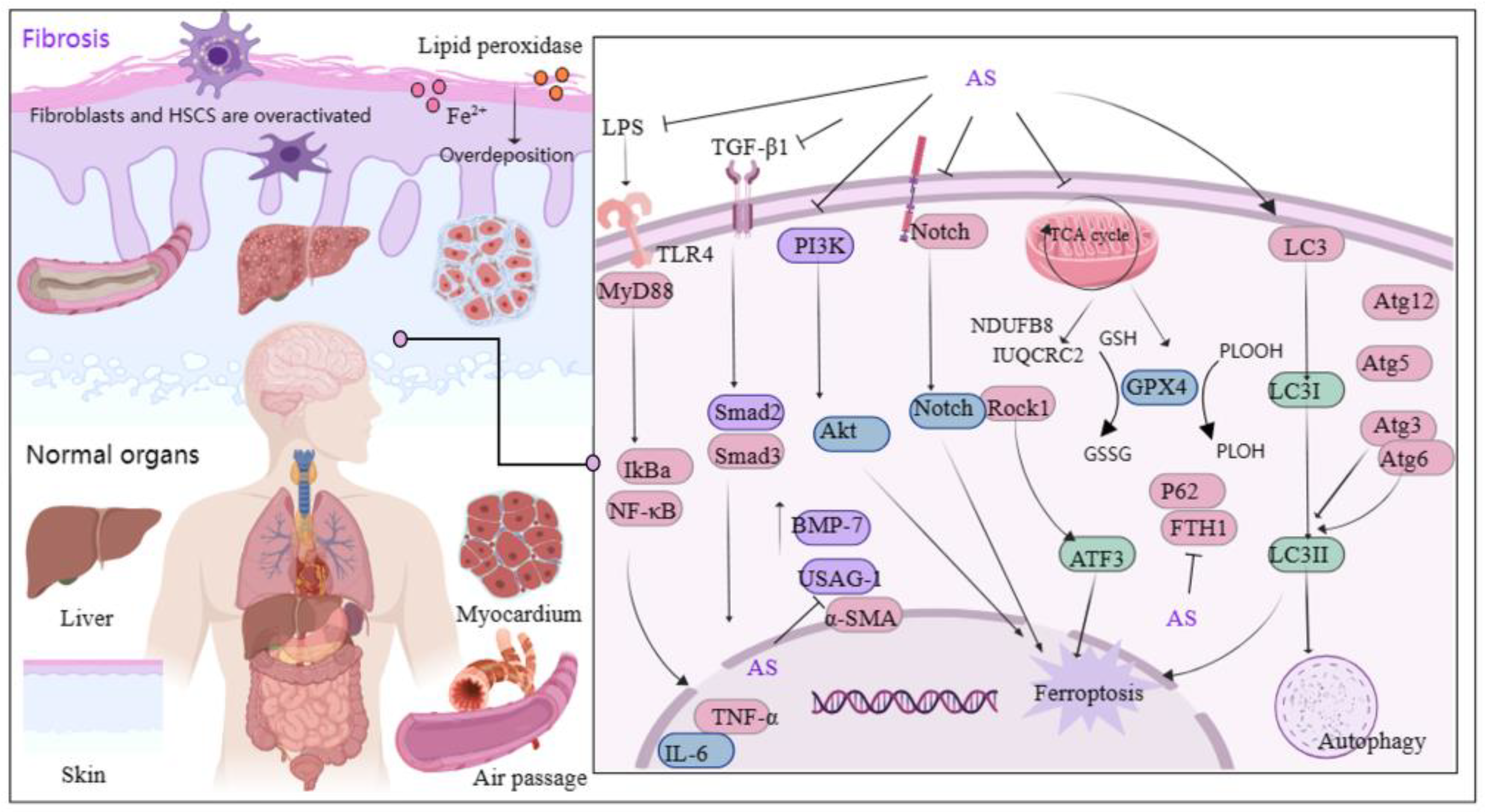 Antioxidants 13 00686 g004