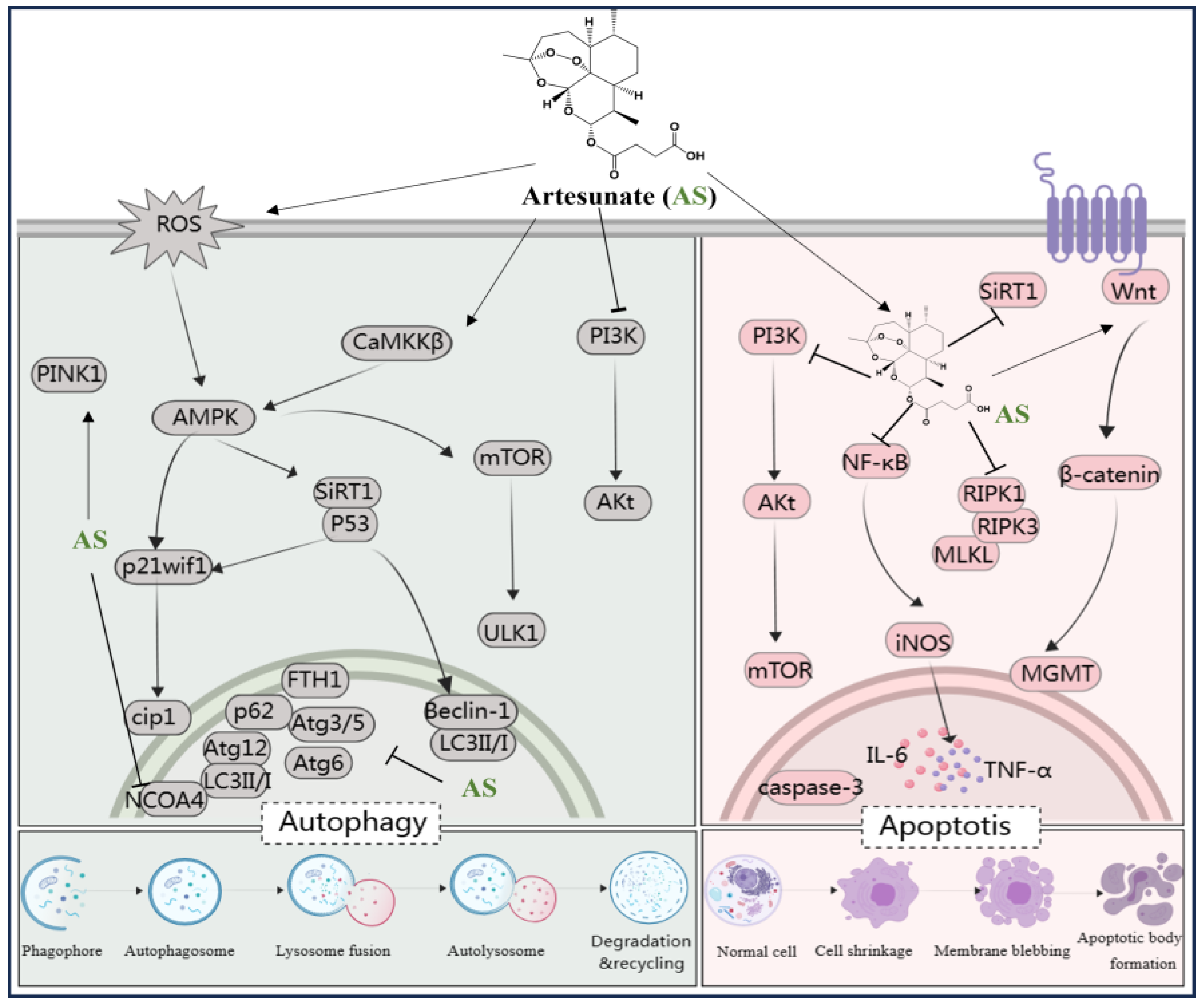Antioxidants 13 00686 g005