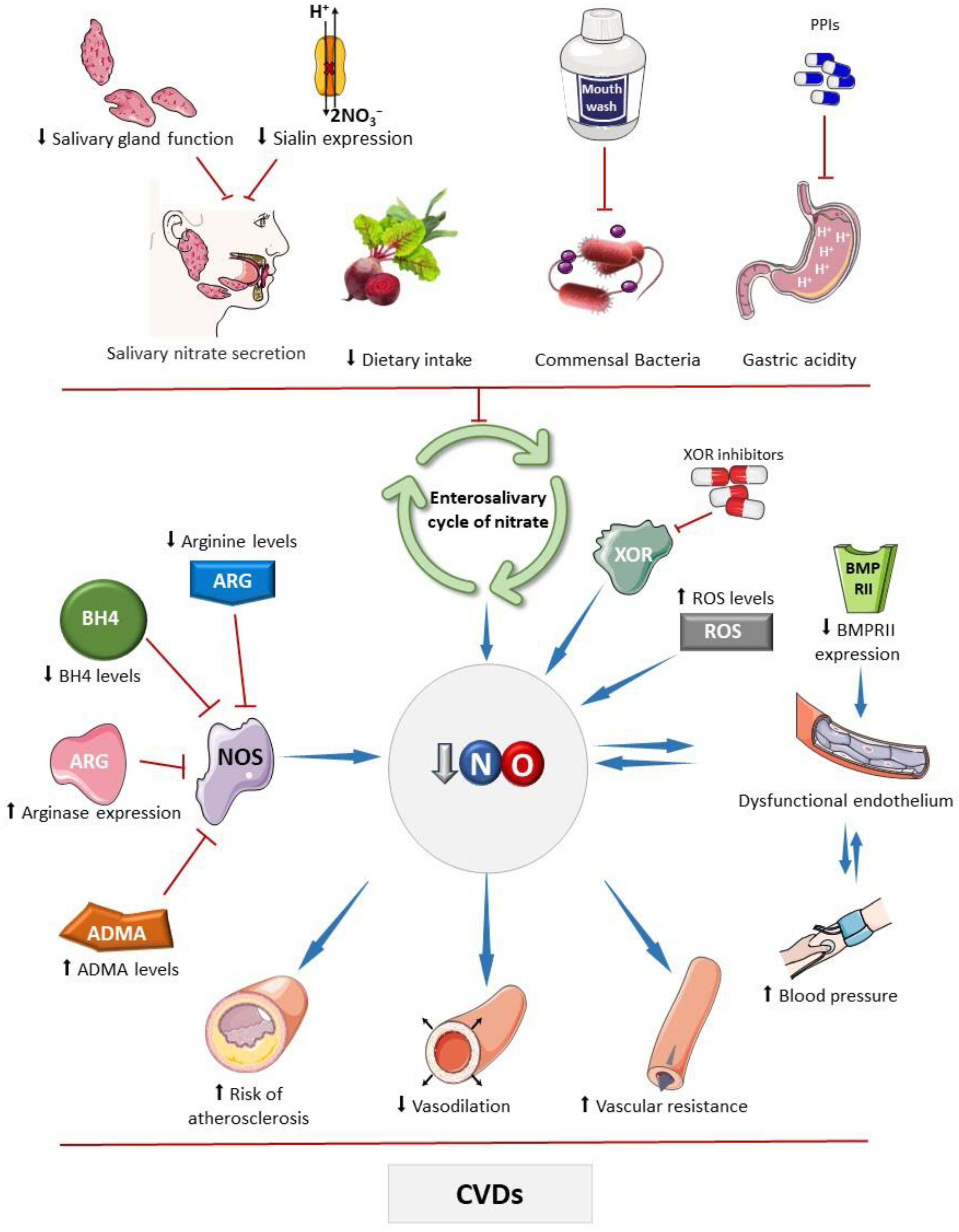 Antioxidants 13 00691 g001
