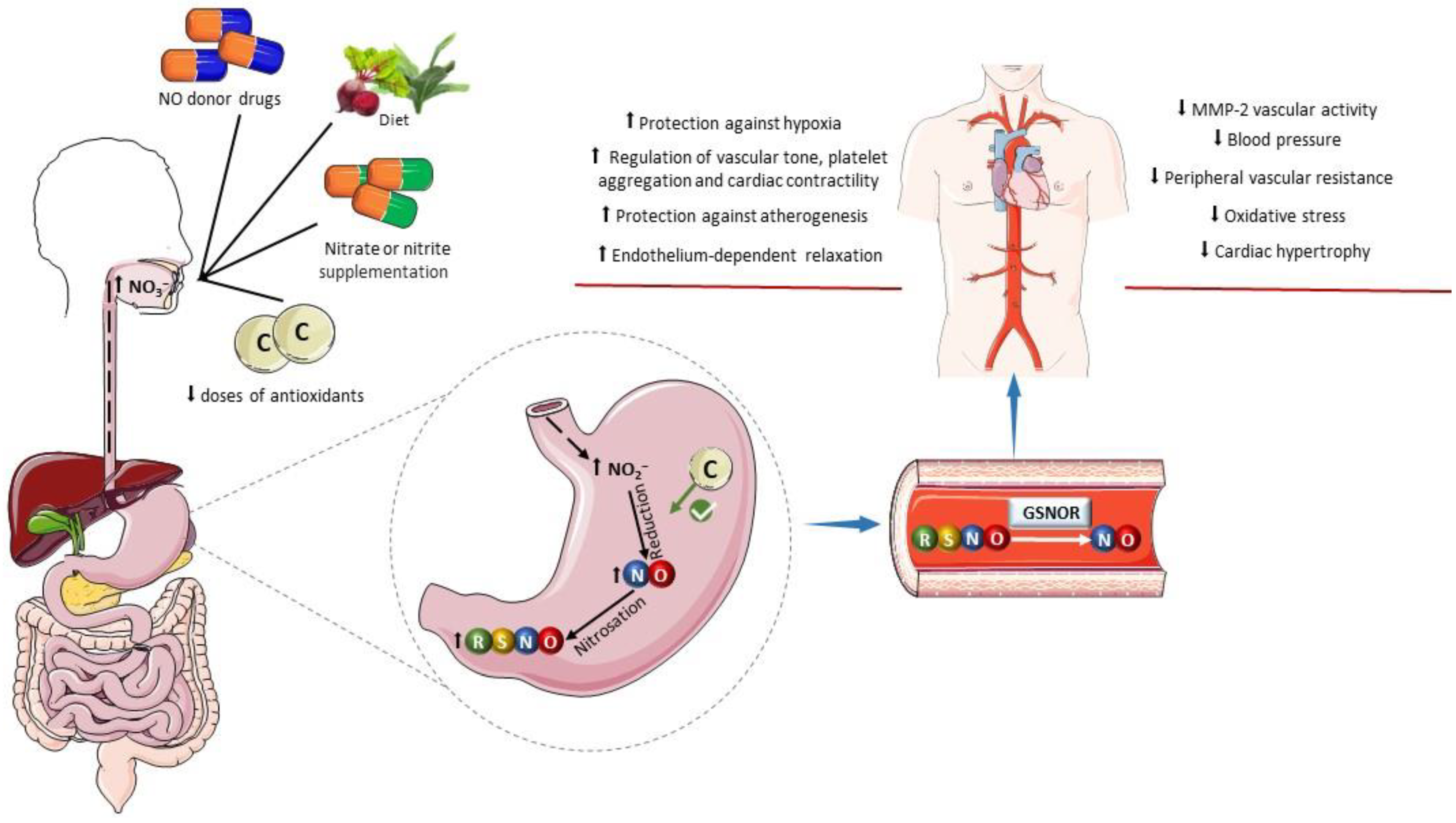 Antioxidants 13 00691 g003