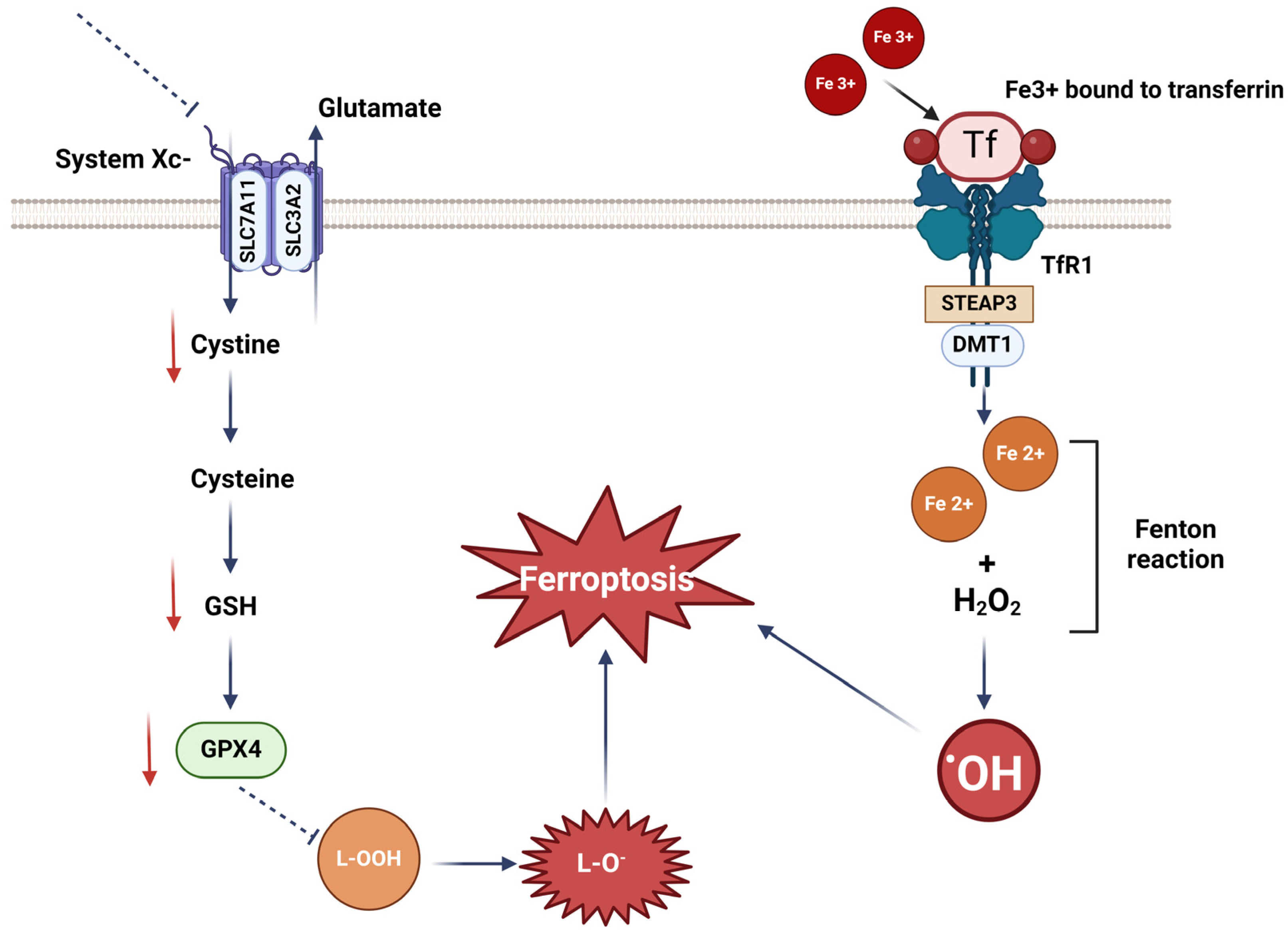 Antioxidants 13 00696 g002