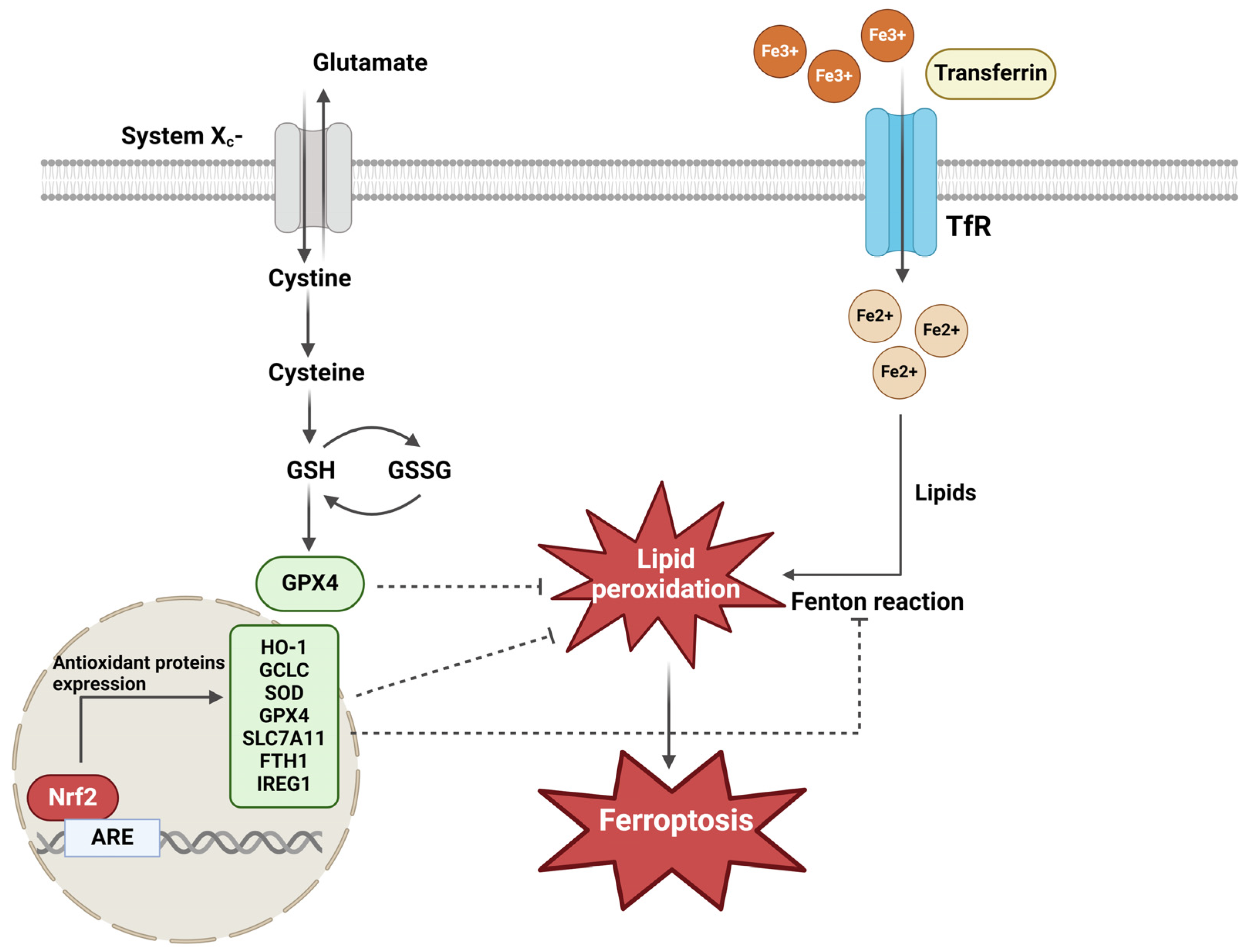 Antioxidants 13 00696 g004