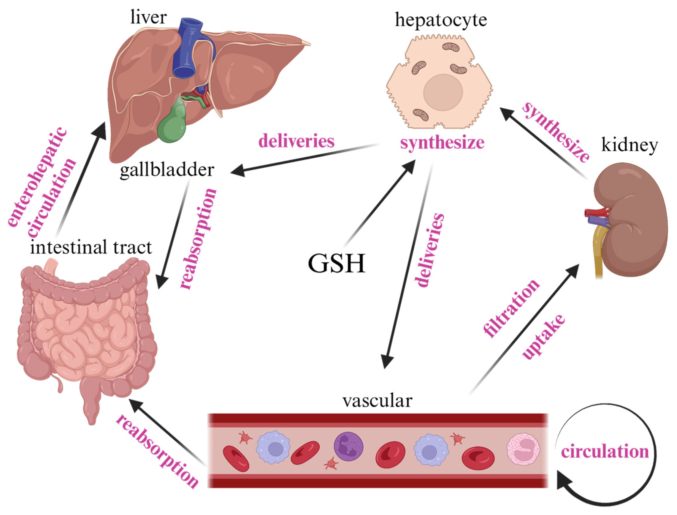 Antioxidants 13 00697 g002