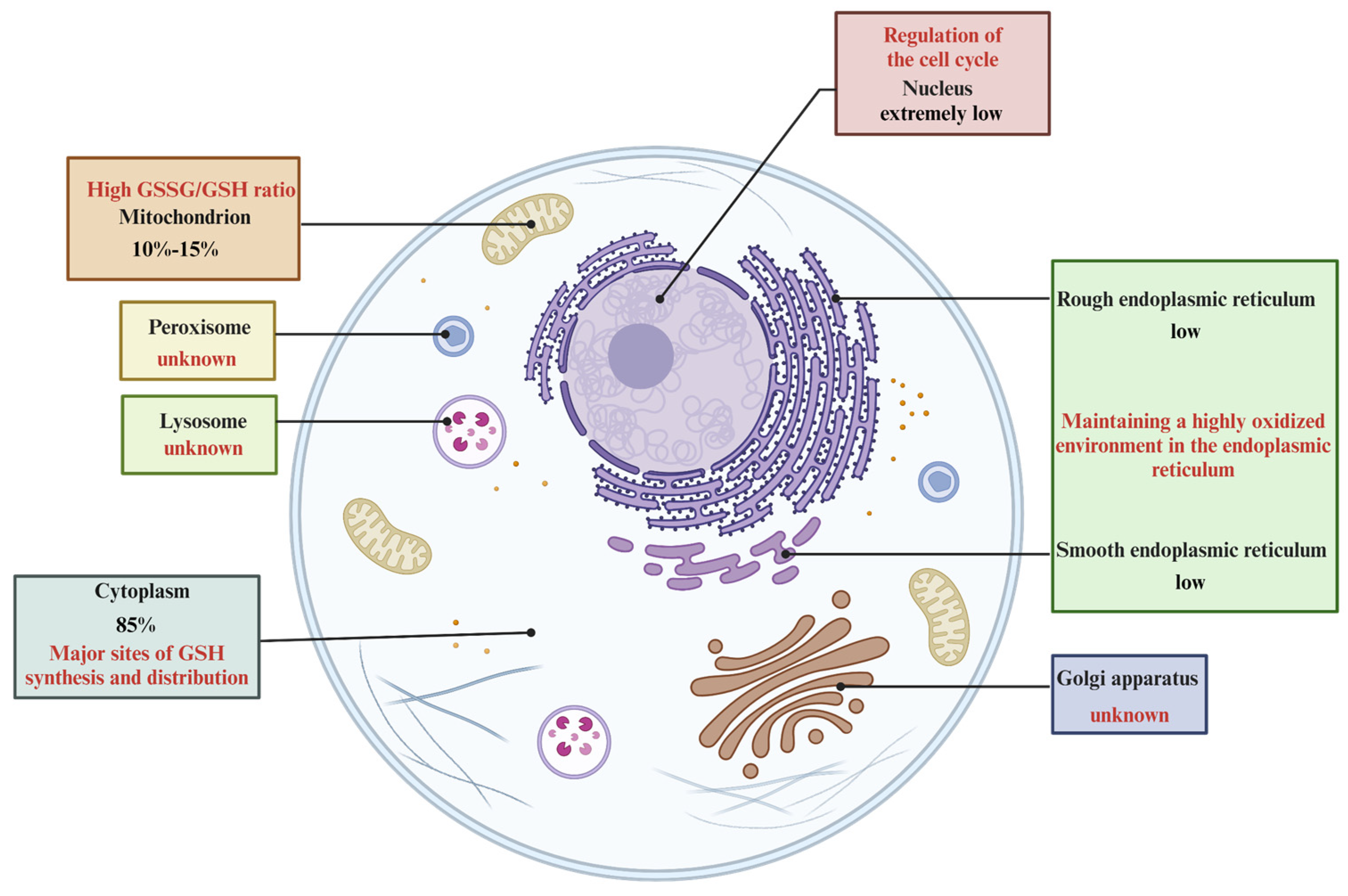Antioxidants 13 00697 g003