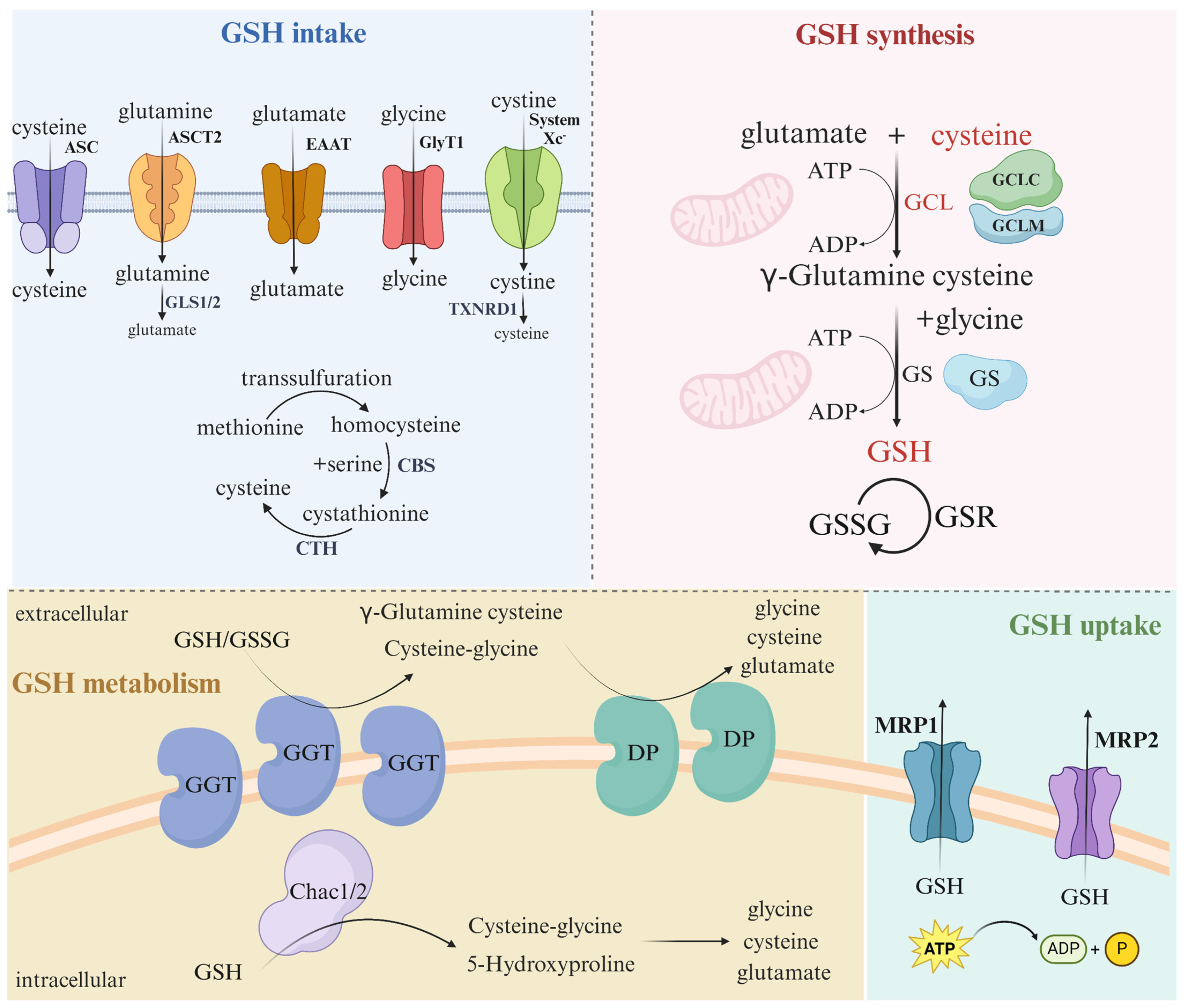 Antioxidants 13 00697 g004