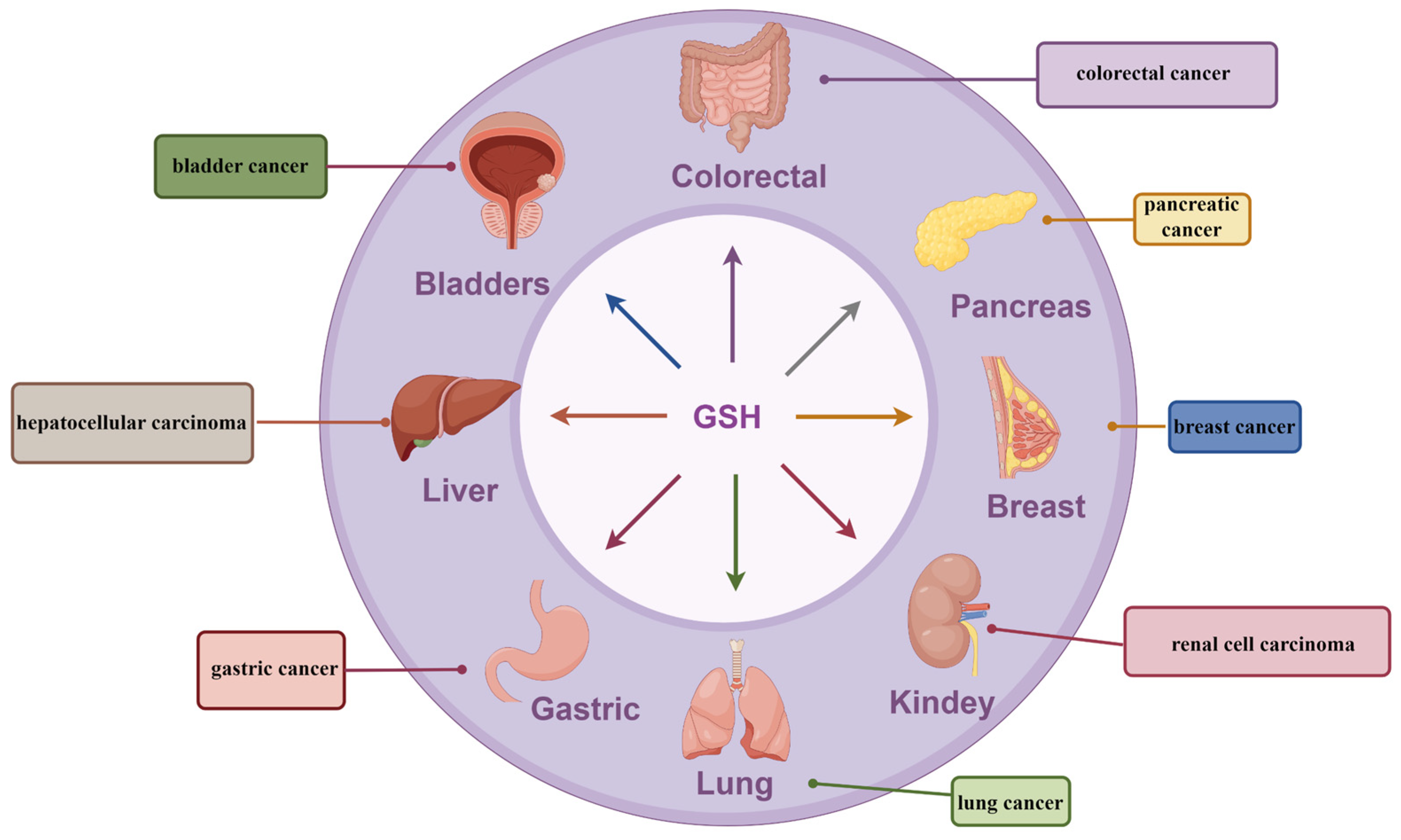 Antioxidants 13 00697 g005